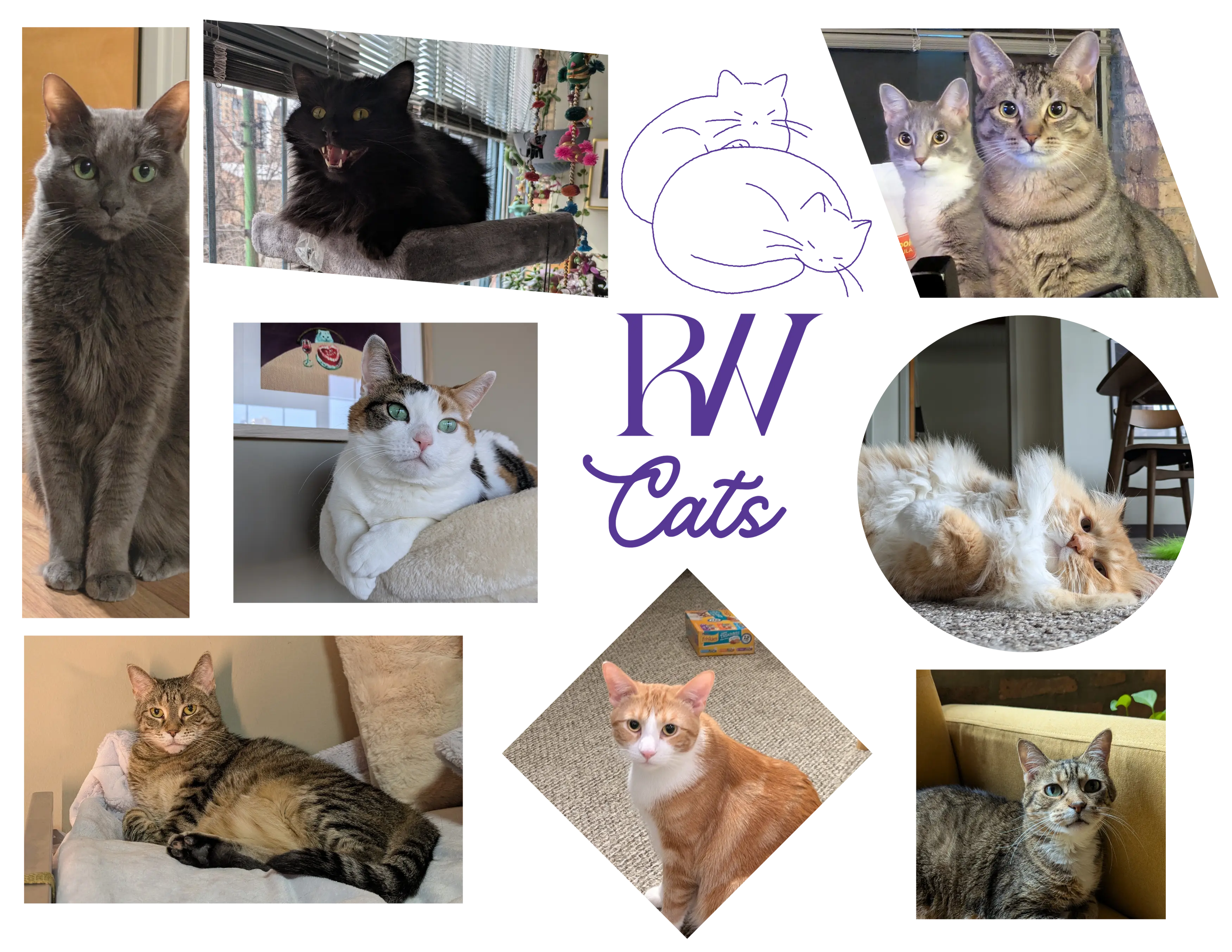 RW CATS hero image featuring beautiful cats