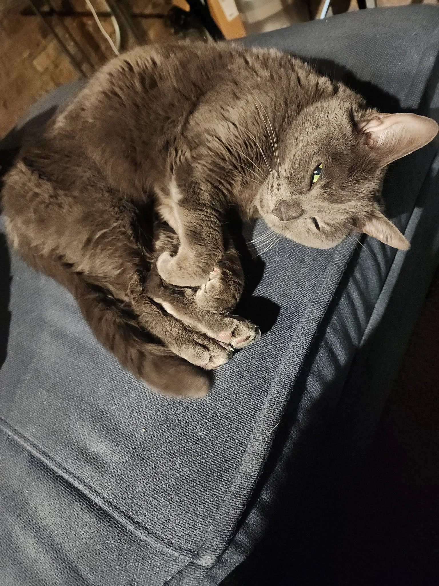 Happy cat during professional pet sitting visit
