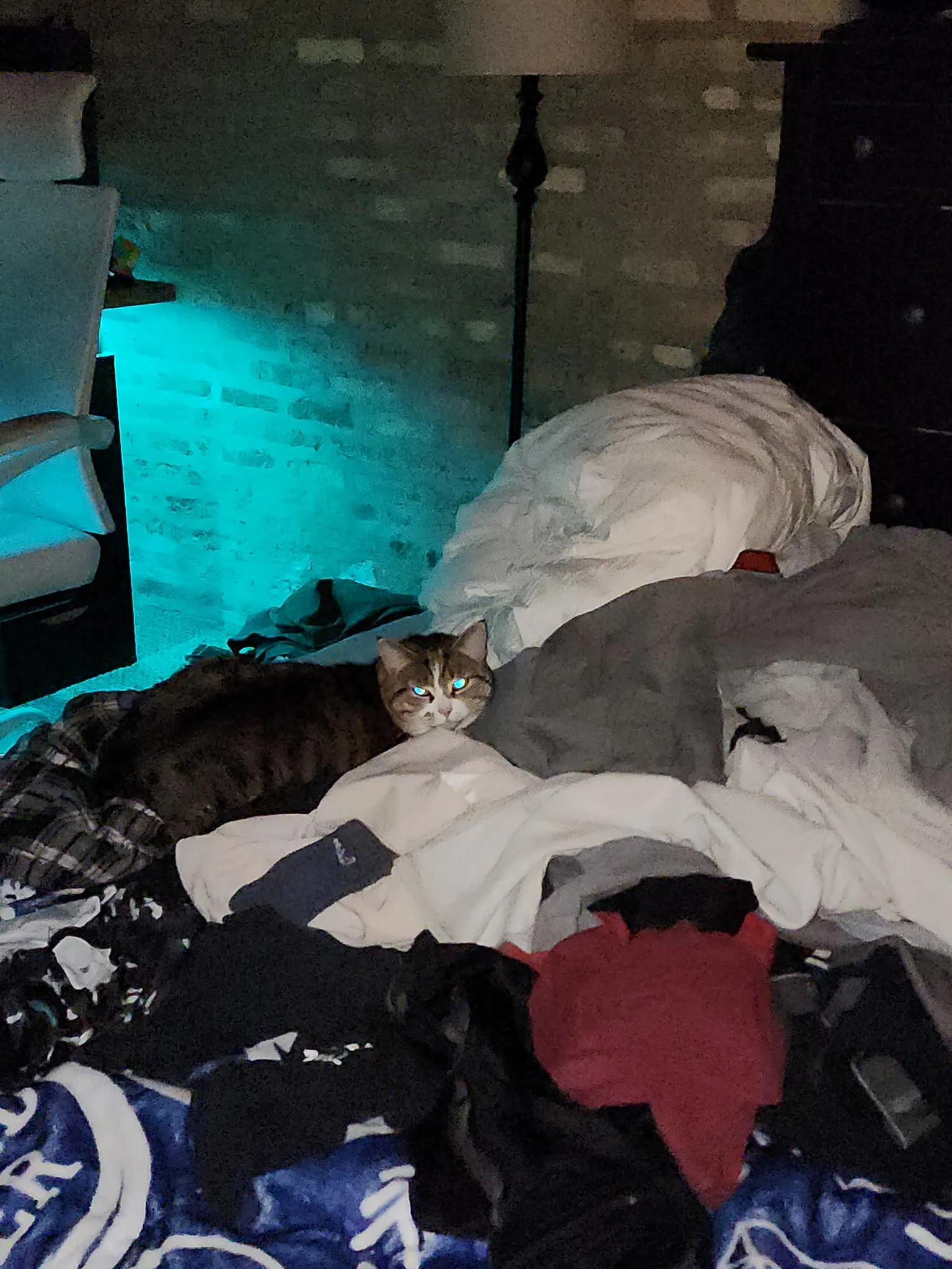 Playful cat enjoying professional pet care