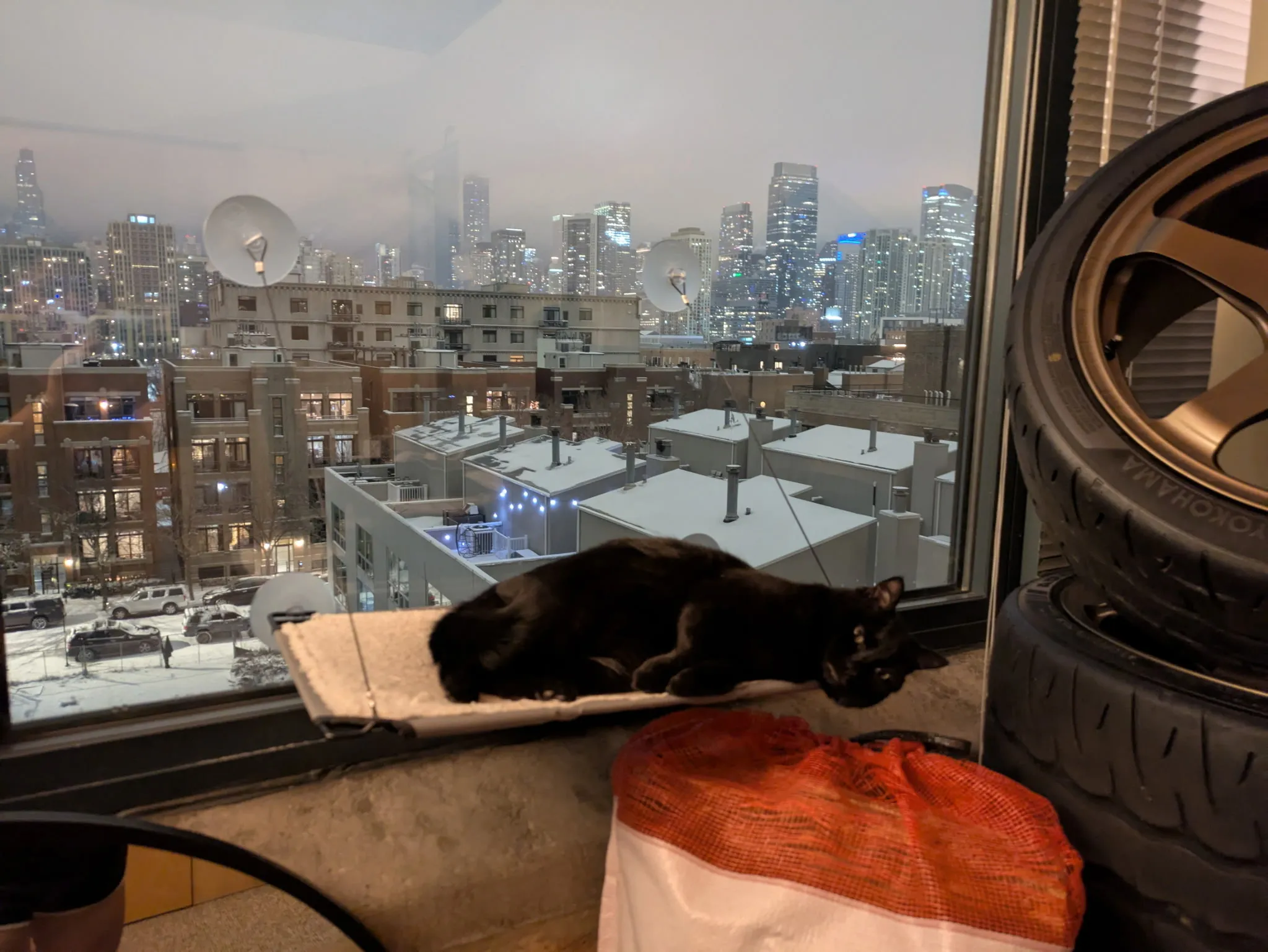 Adorable cat enjoying quality professional care