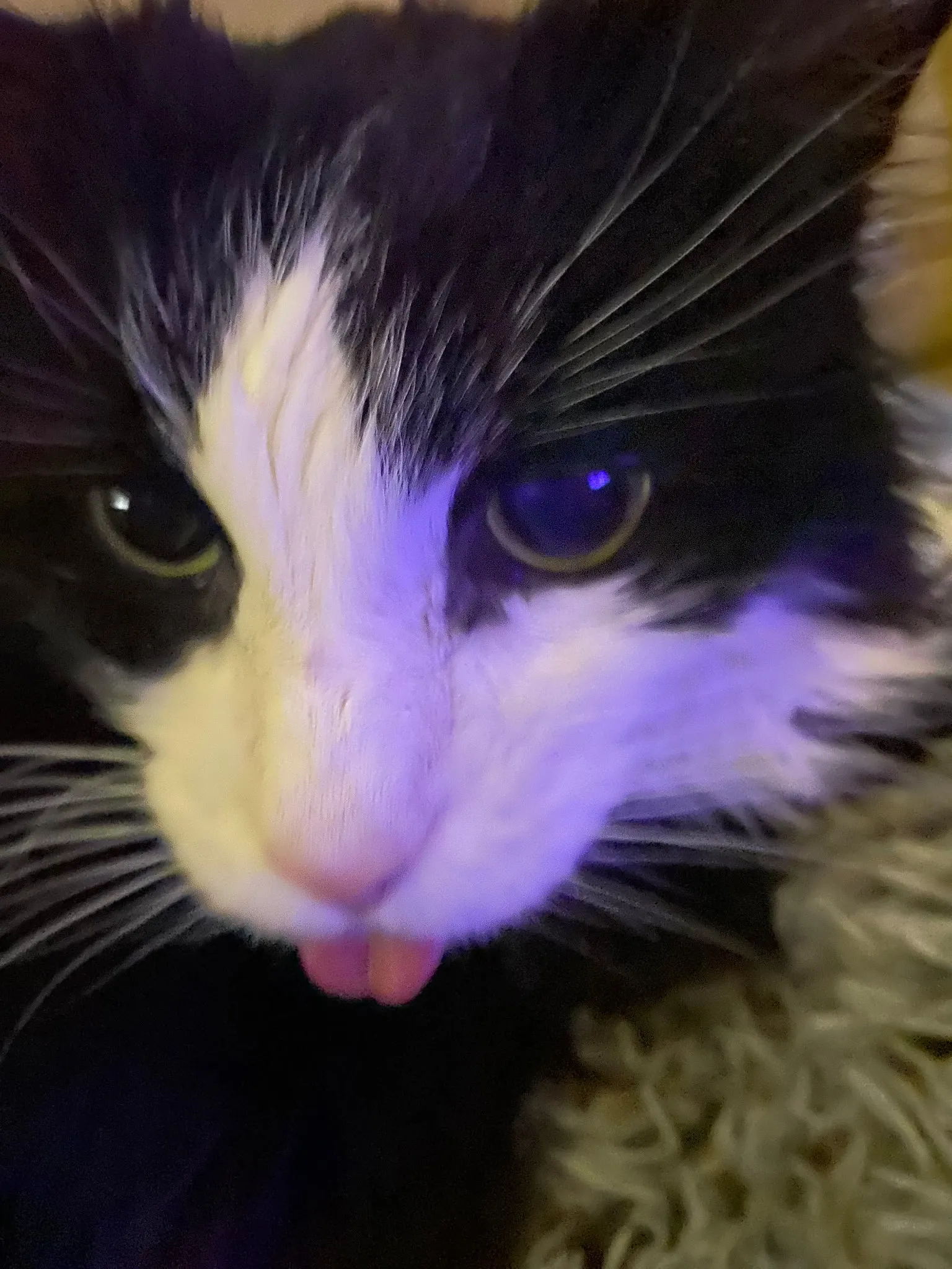 Relaxed cat in comfortable home environment