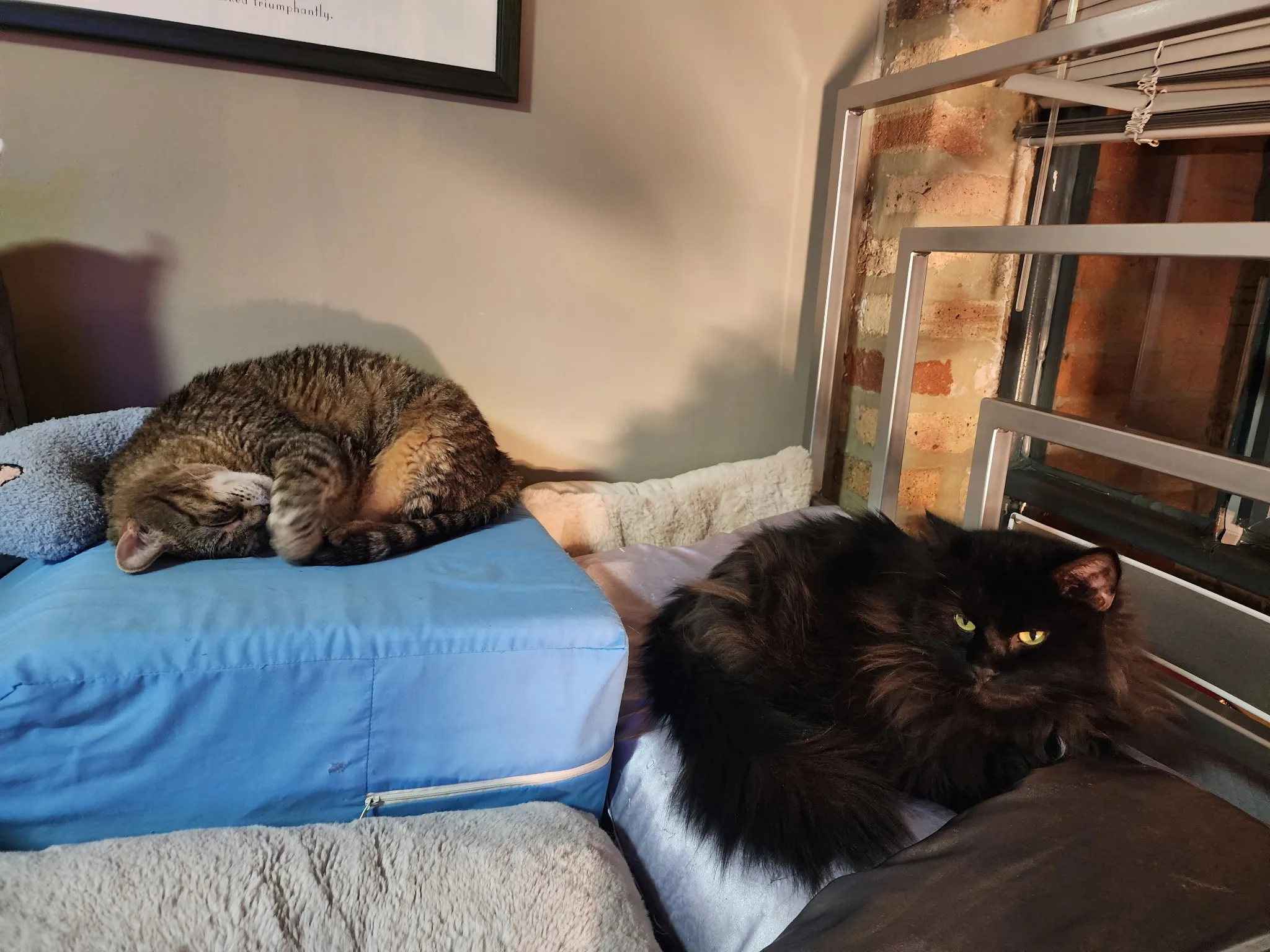 Content cat in safe, caring environment