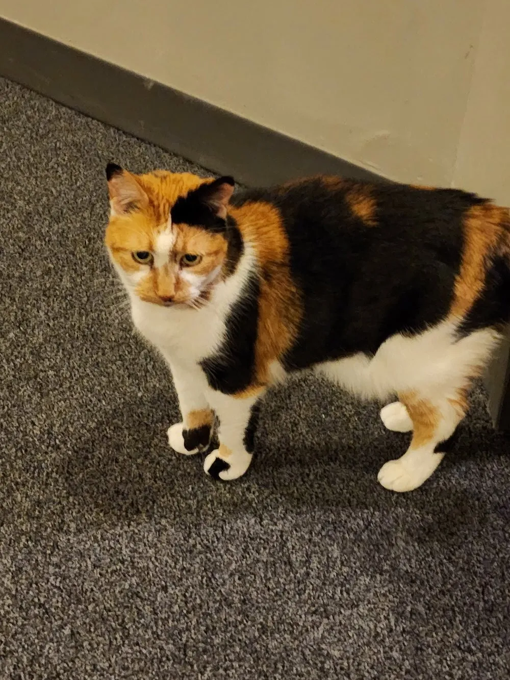 Playful cat with RW Cats team member