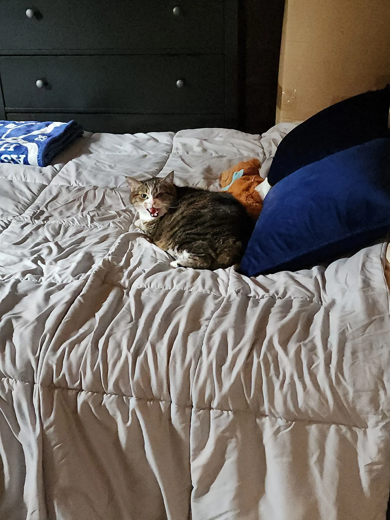Happy cat receiving loving care from professional sitter