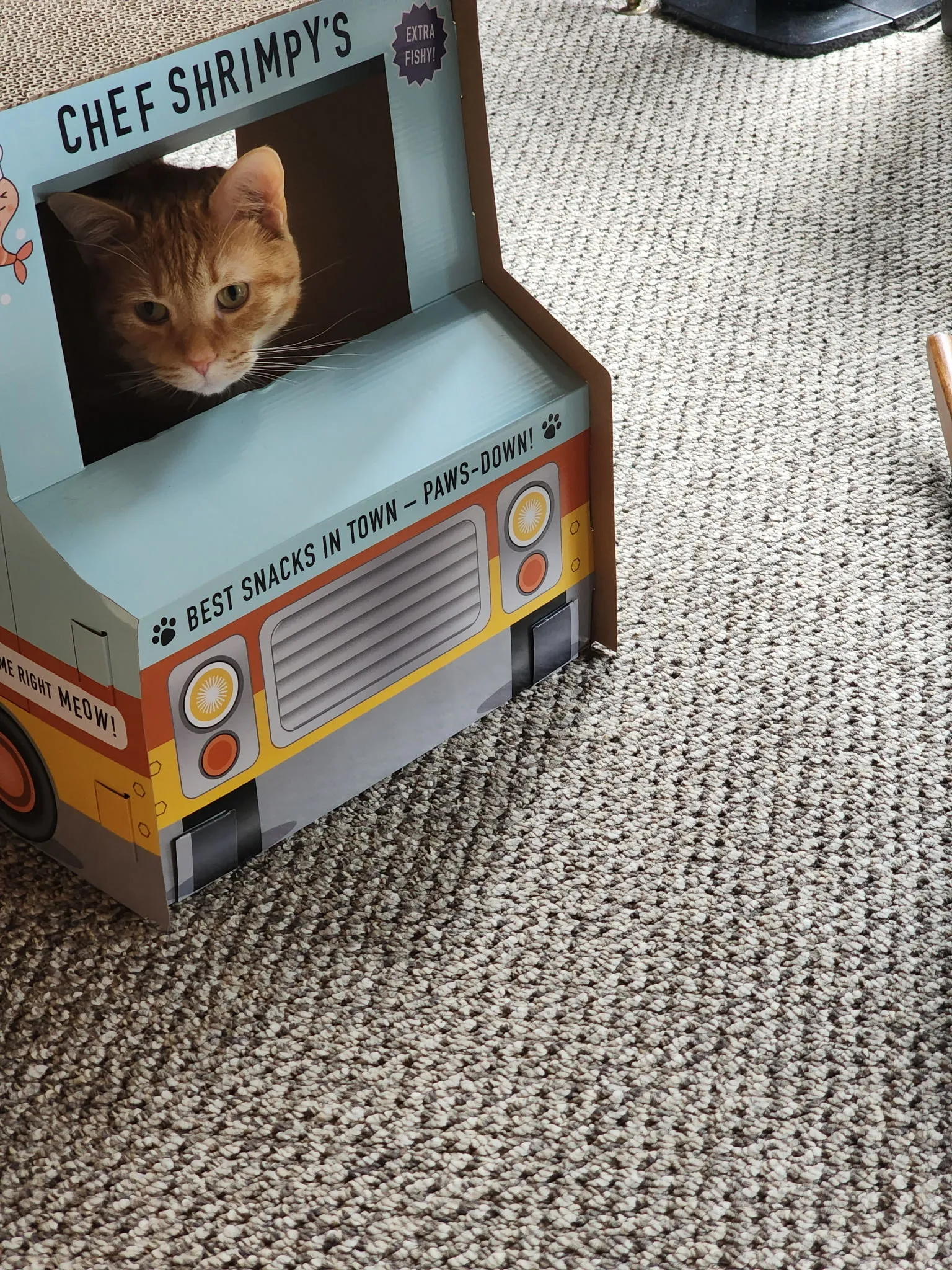 Adorable cat enjoying professional RW Cats care