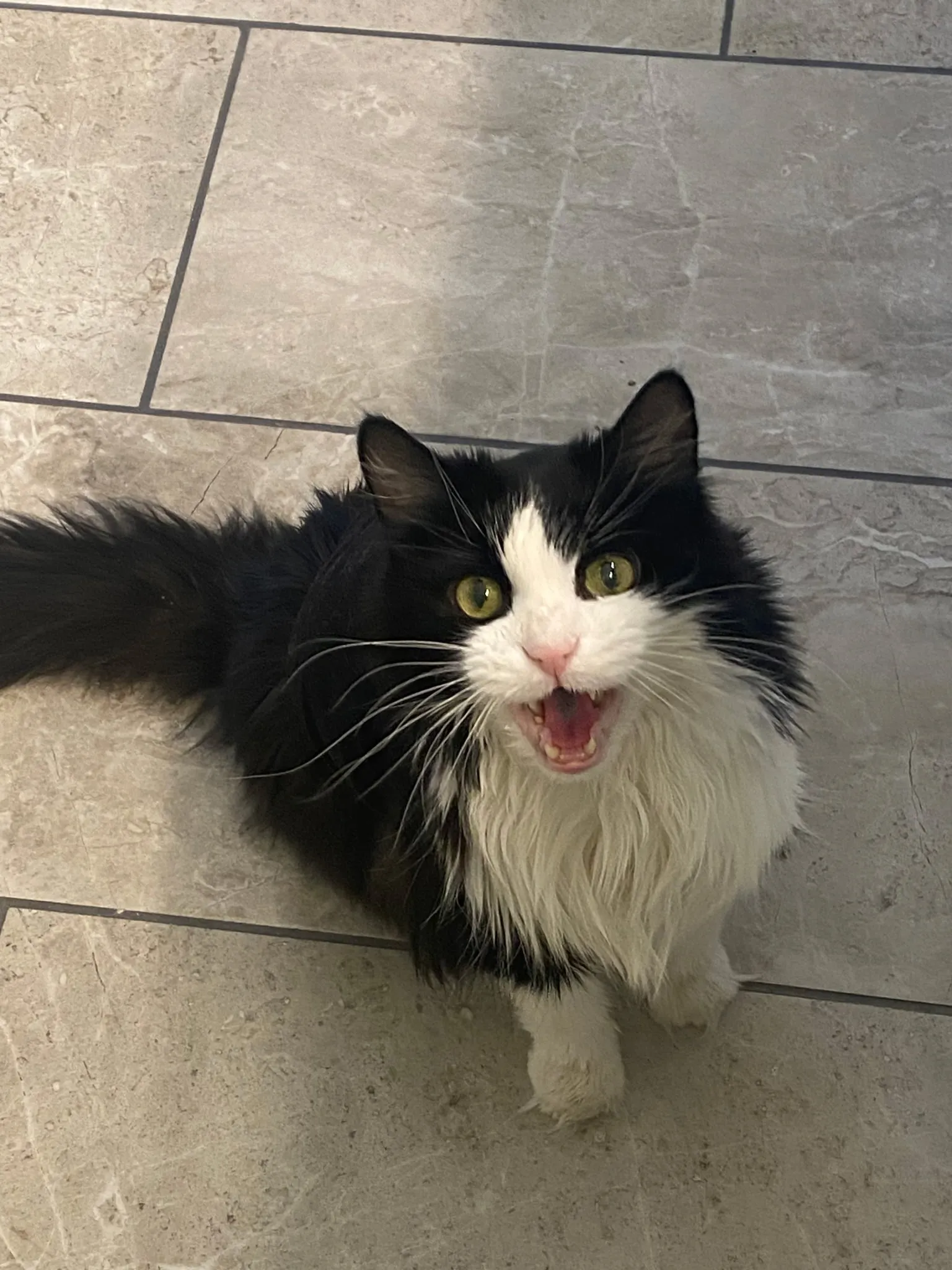 Beautiful cat during River West pet sitting service