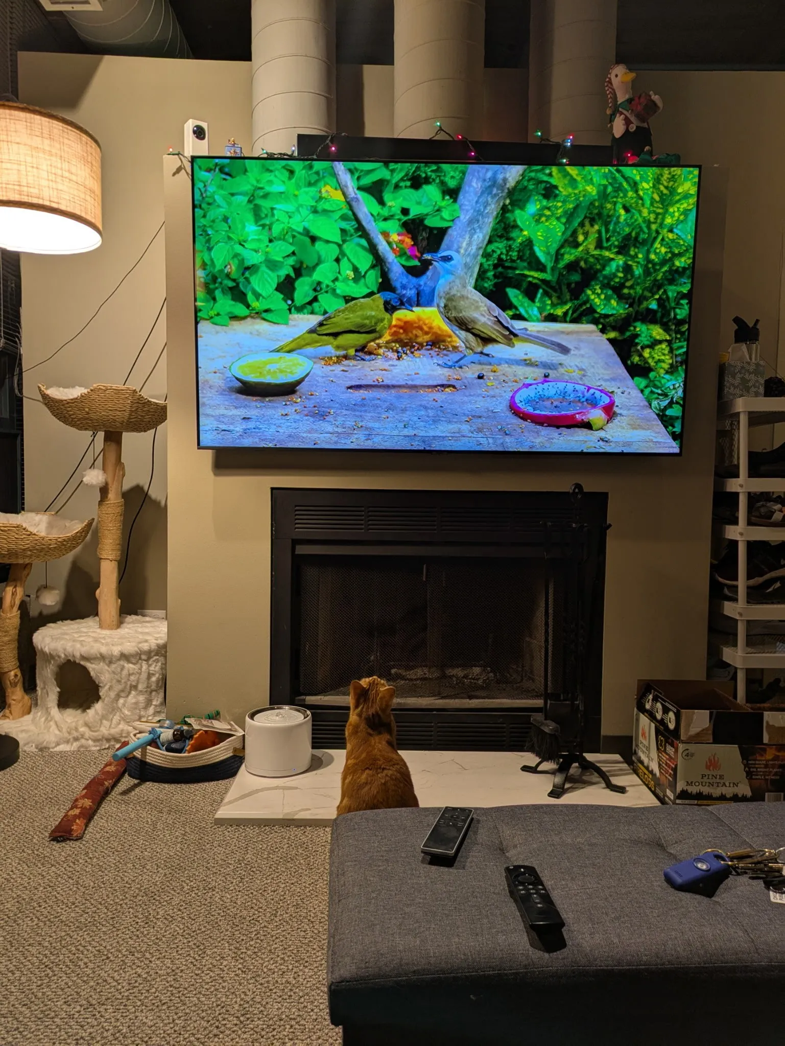Content cat receiving quality care from RW Cats