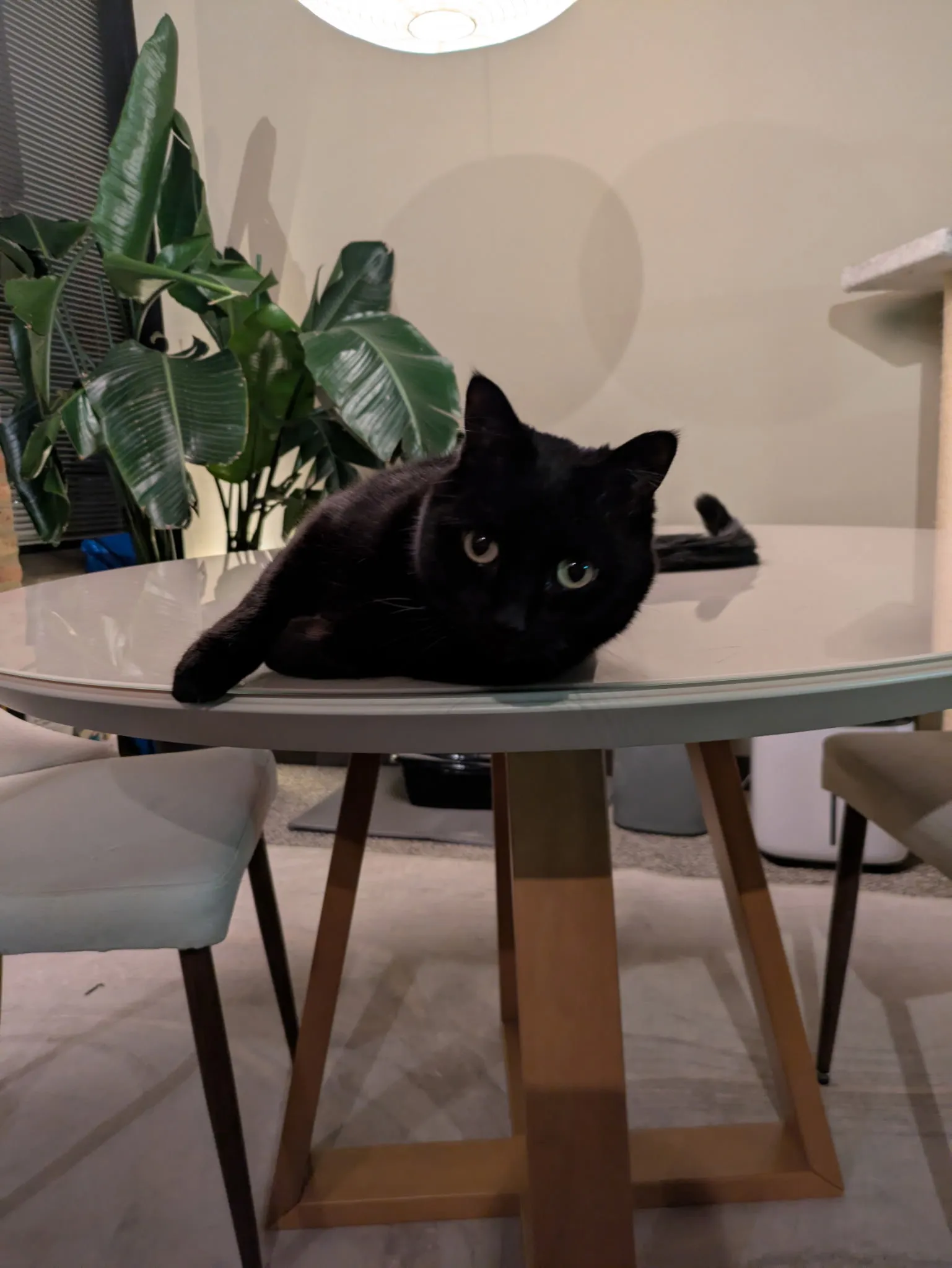 Peaceful cat during professional pet care visit