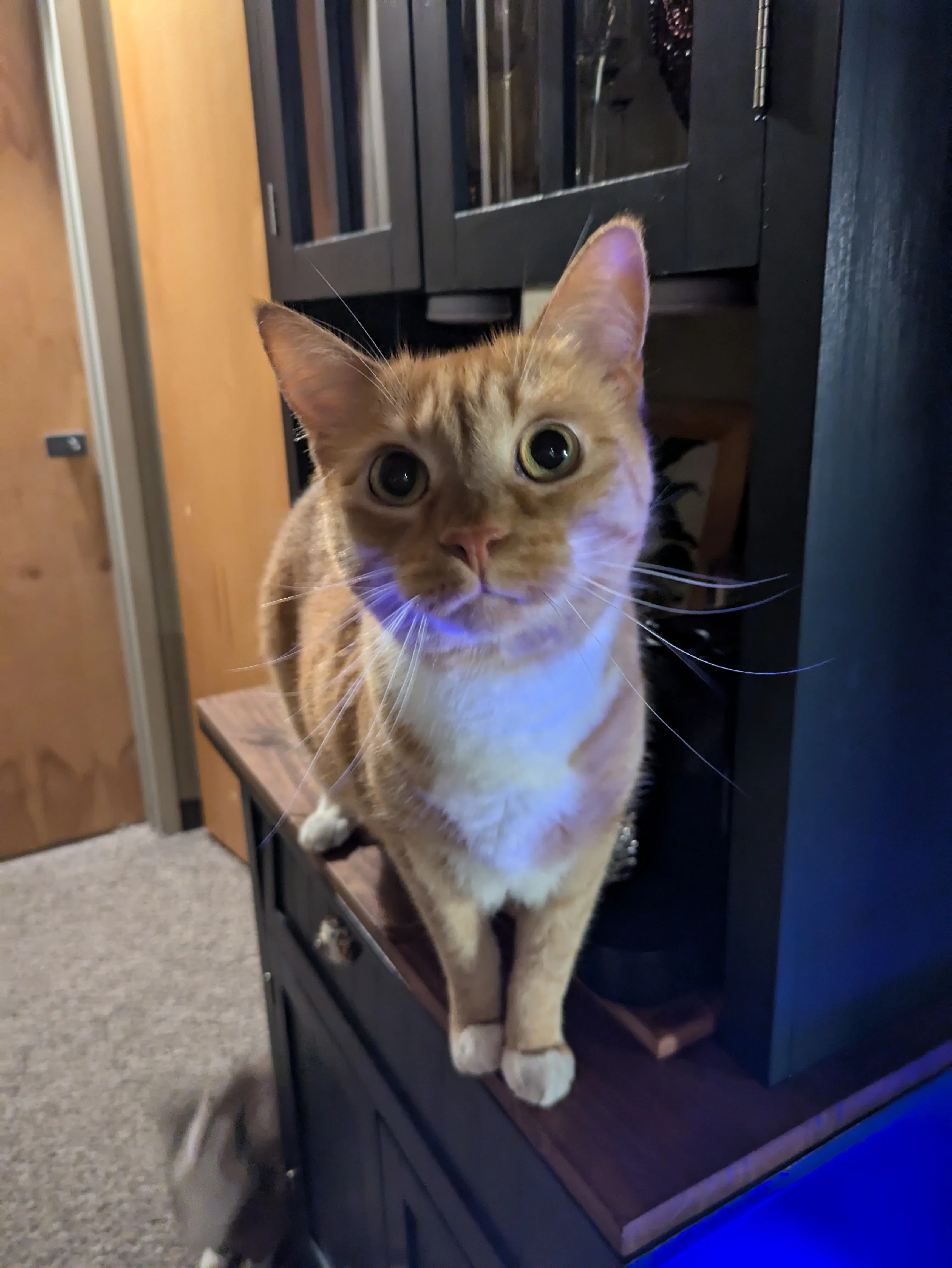 Curious cat exploring during care visit