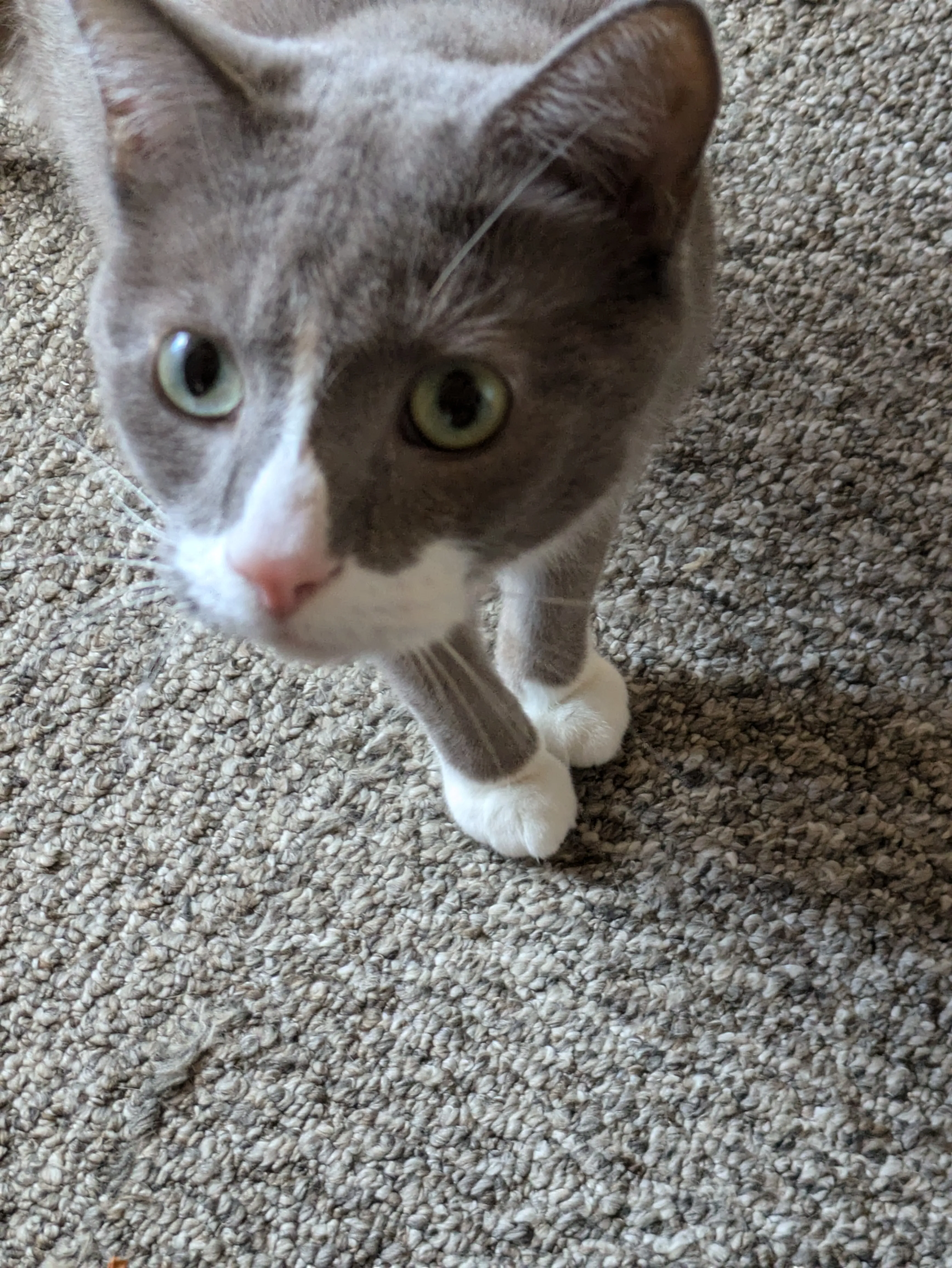 Content cat enjoying professional service