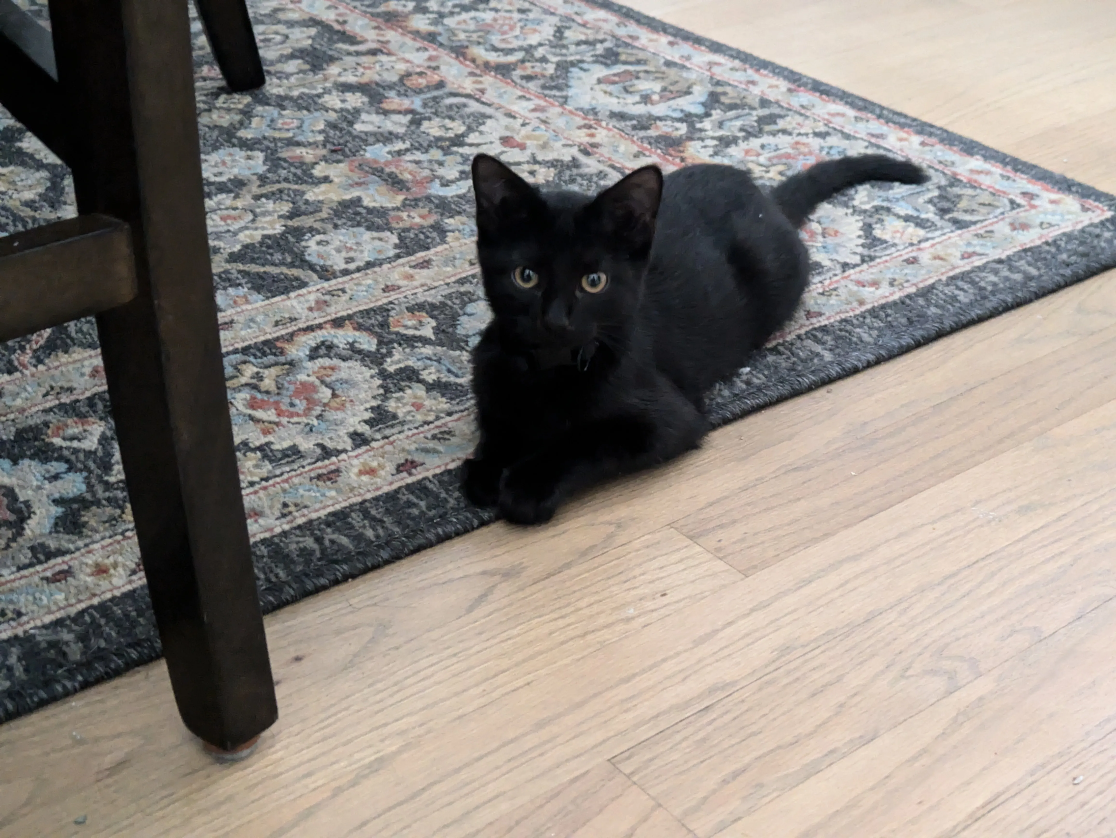 Content cat in loving care environment