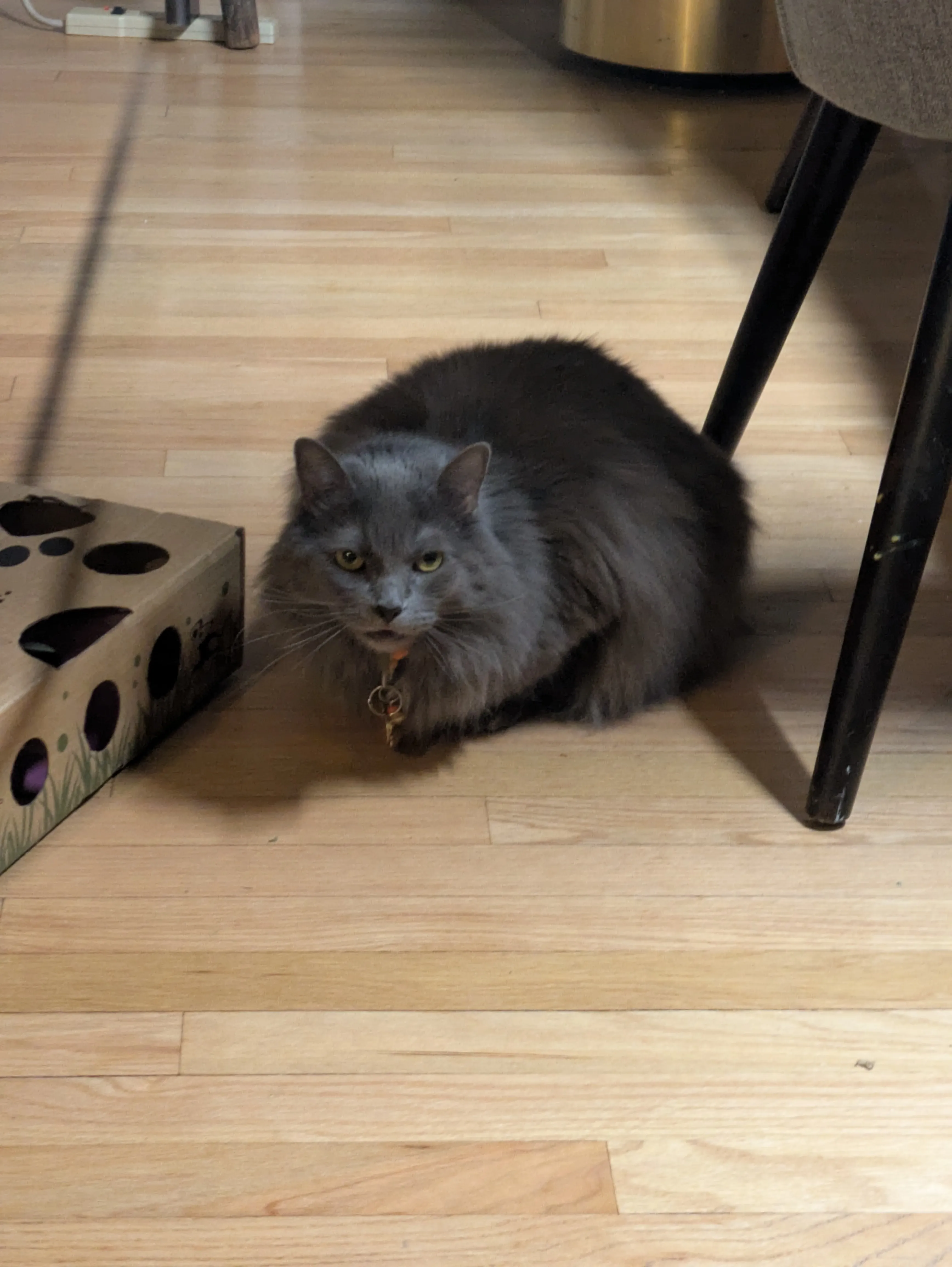 Relaxed cat in comfortable setting