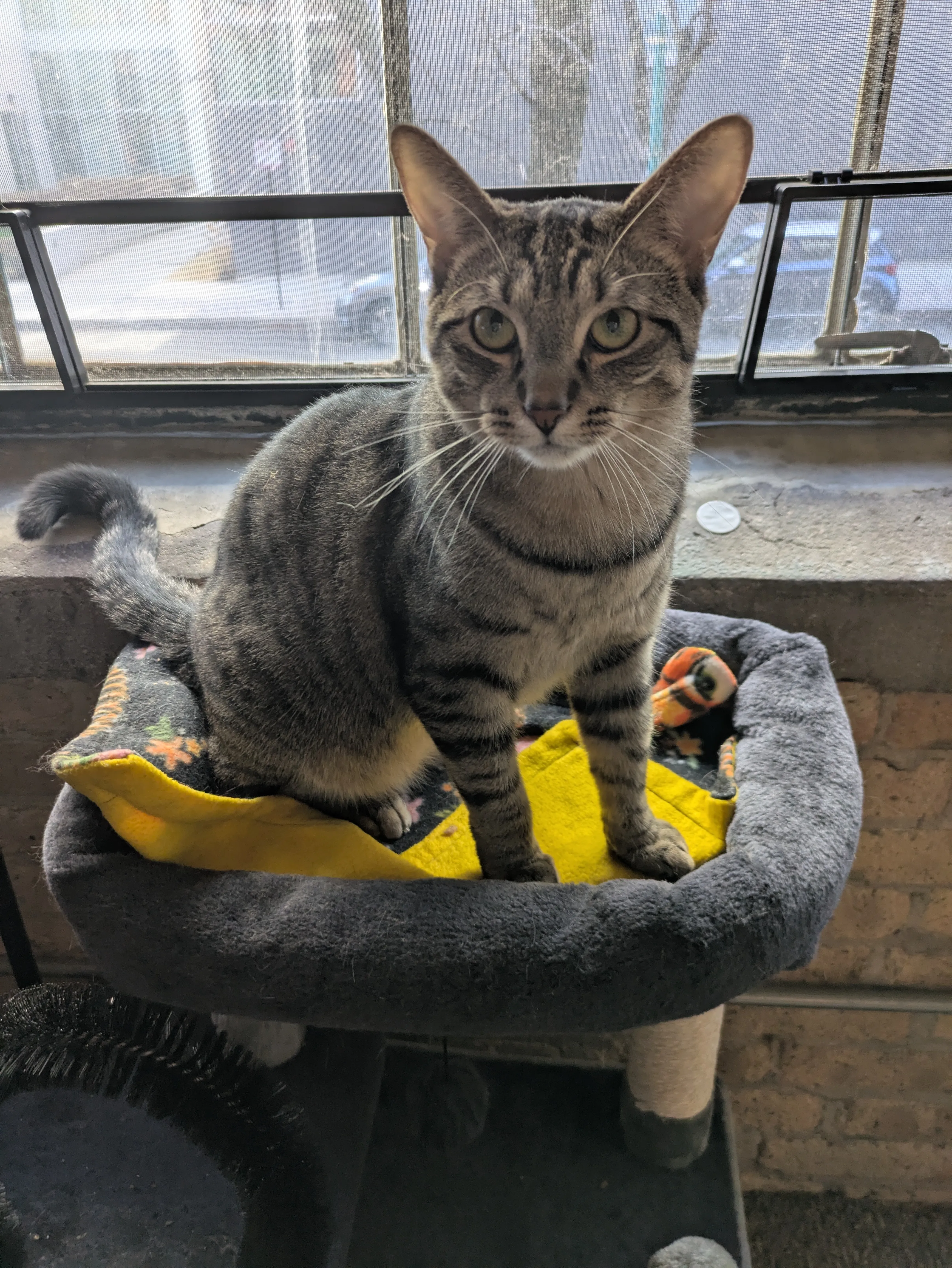 Happy cat during RW Cats visit