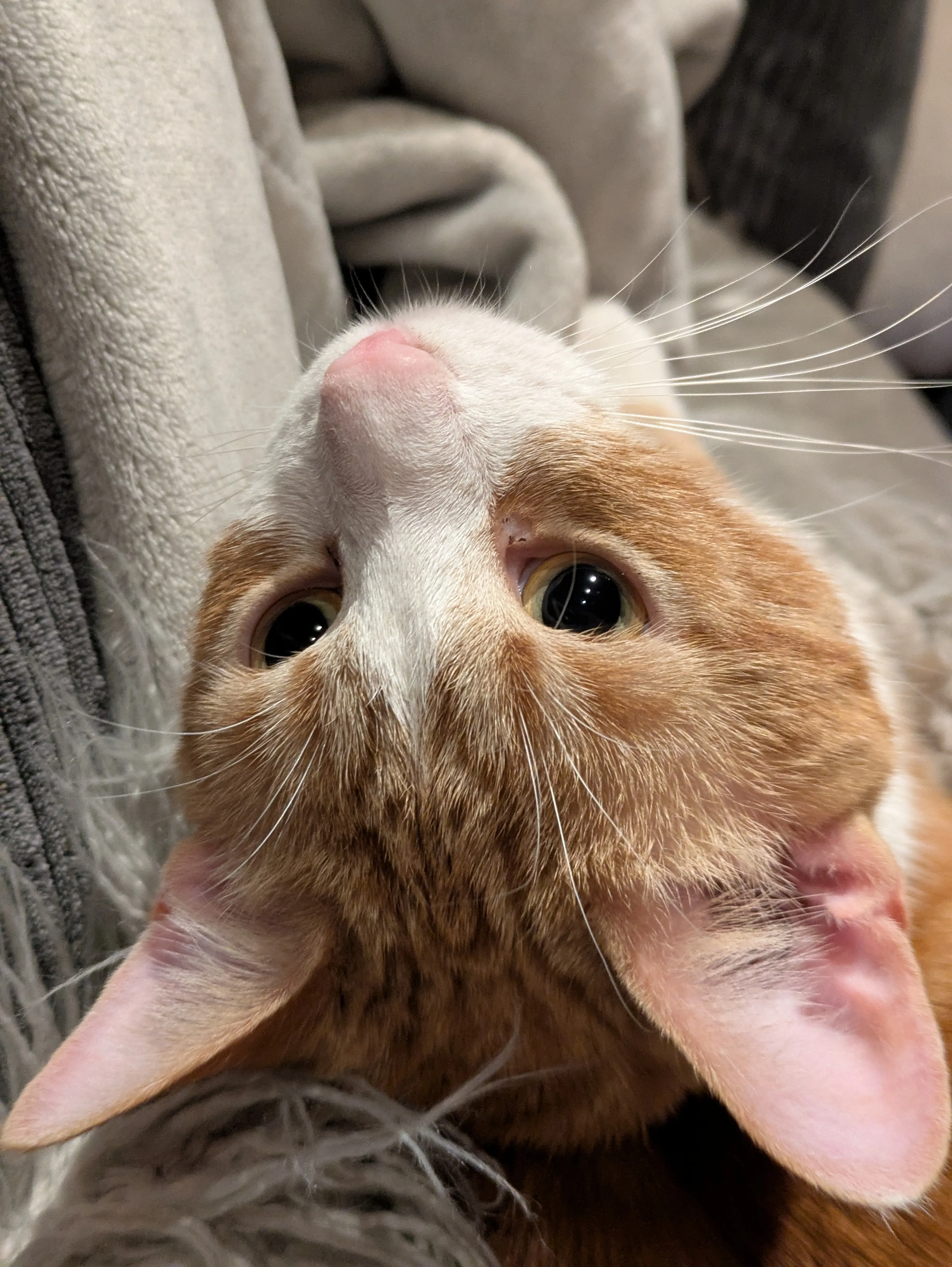 Happy cat in safe, caring environment