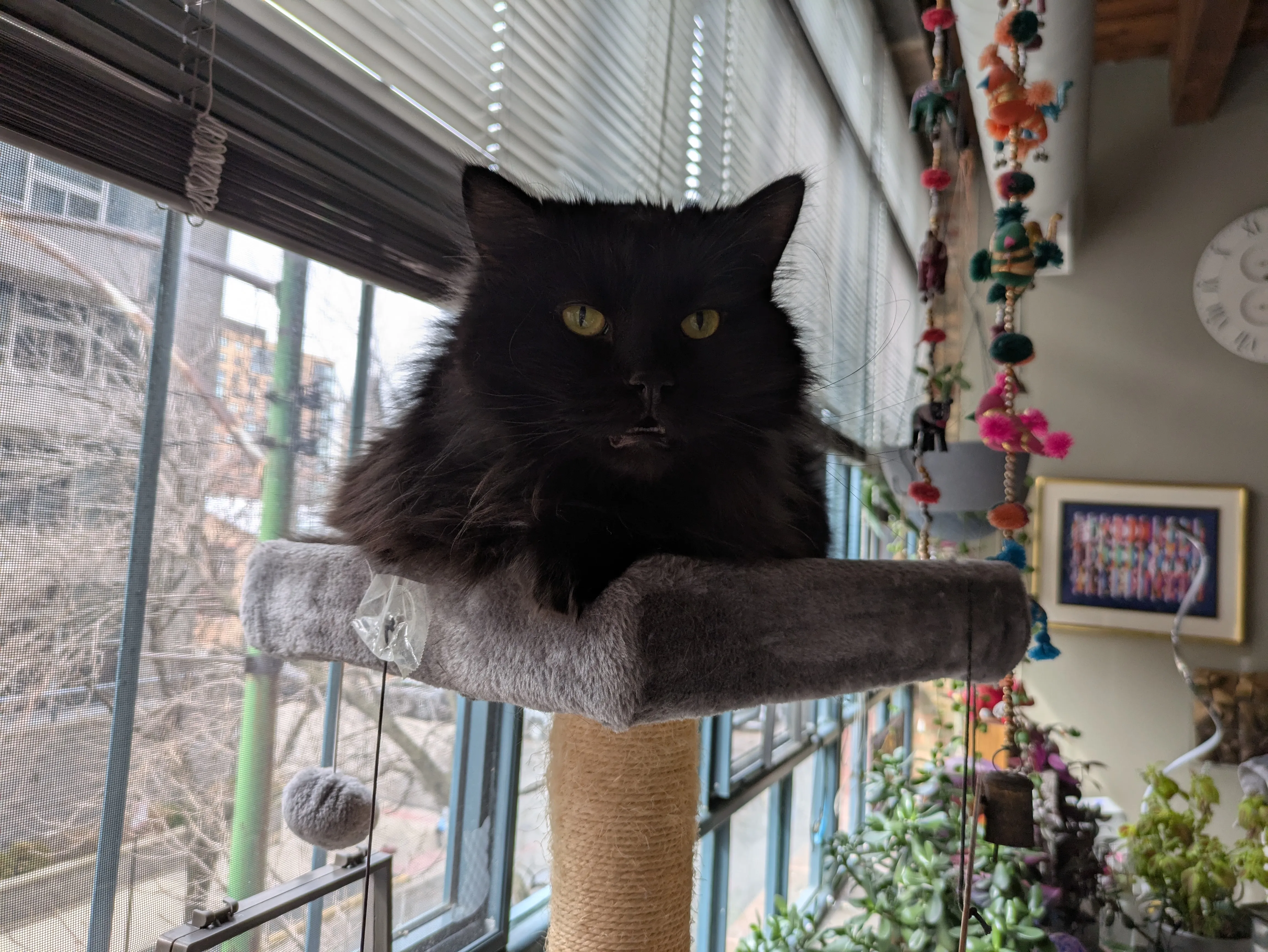 Relaxed cat in comfortable home environment