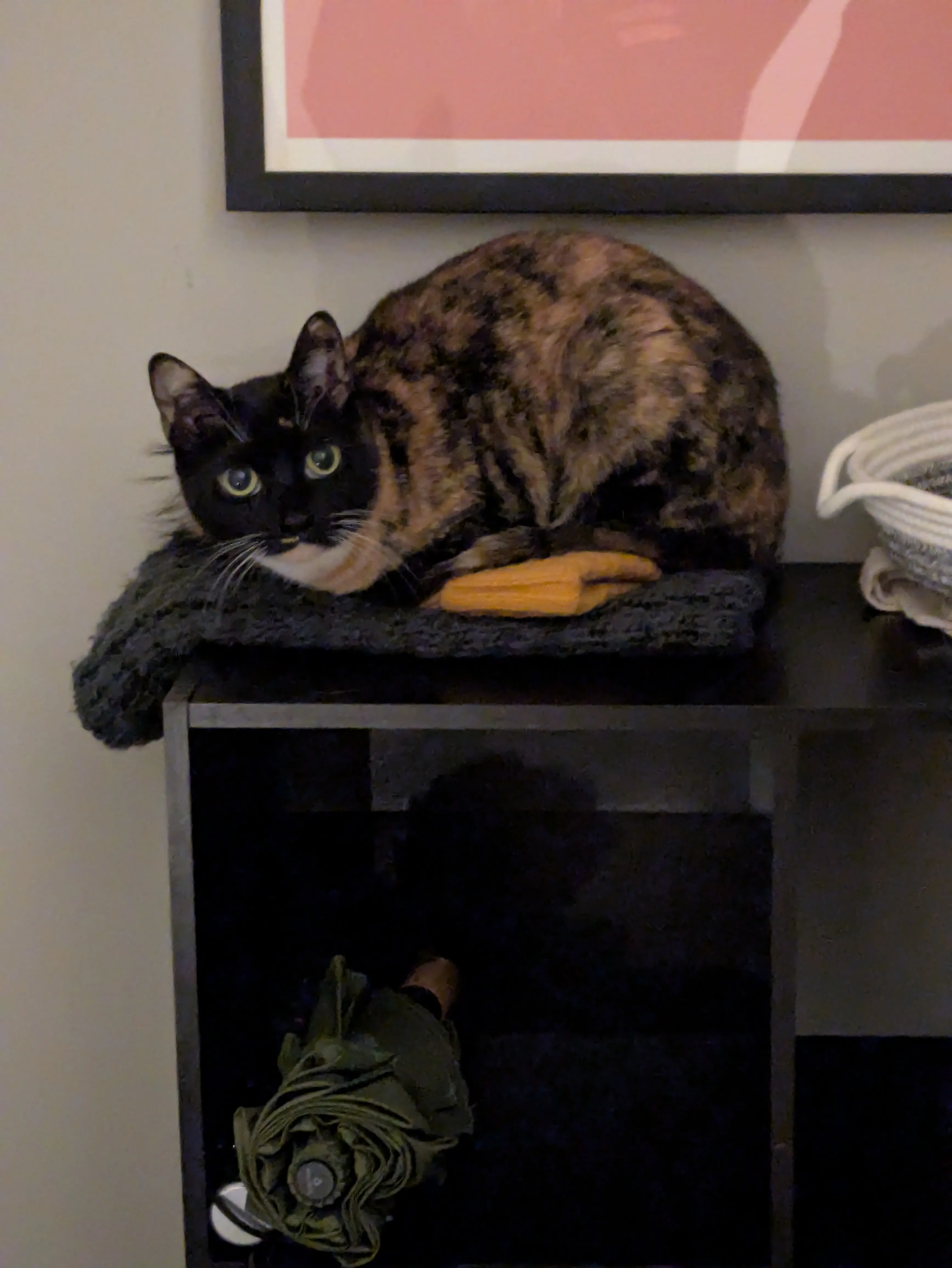 Adorable cat during quality pet care