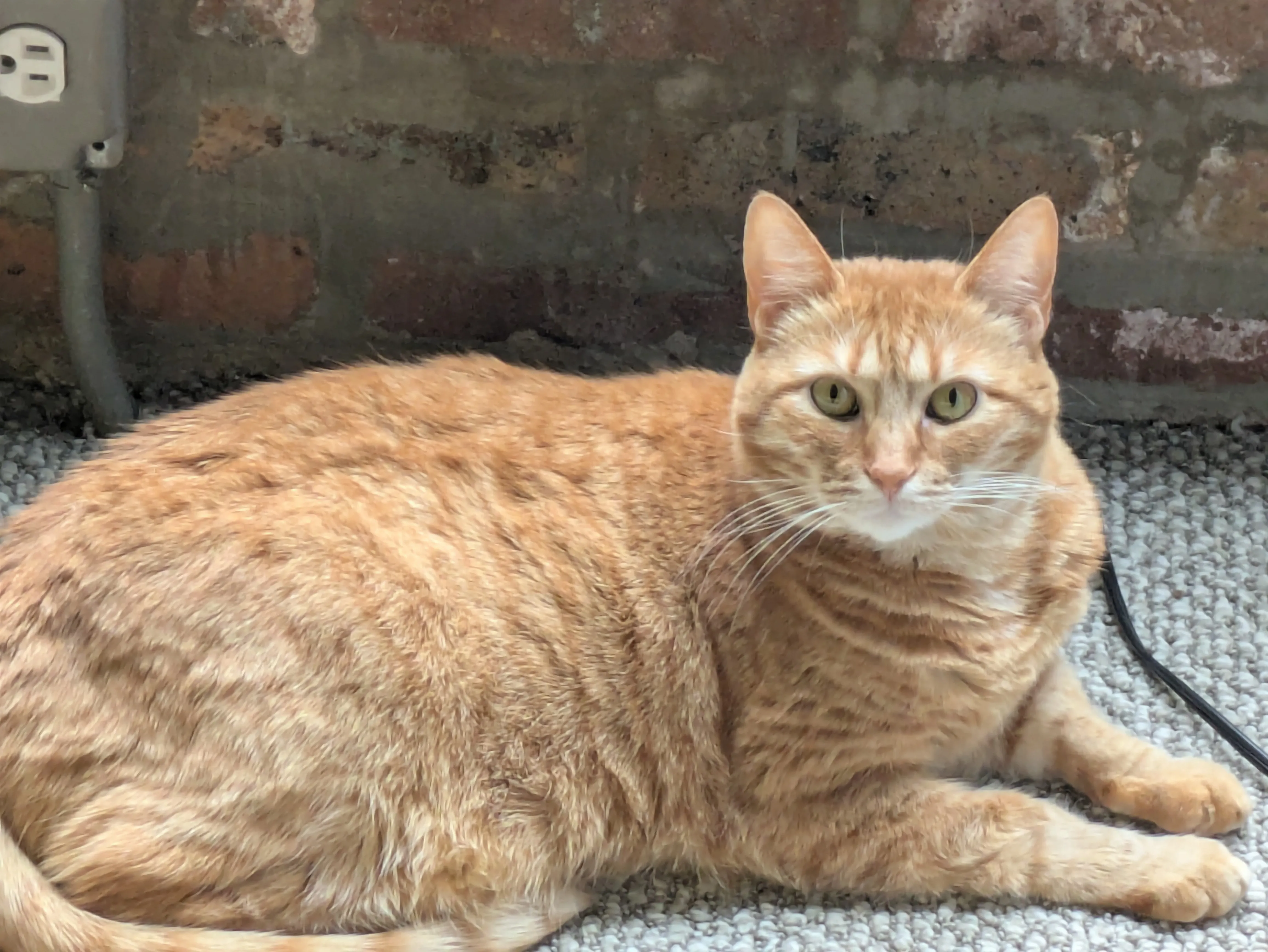 Beautiful cat during professional visit