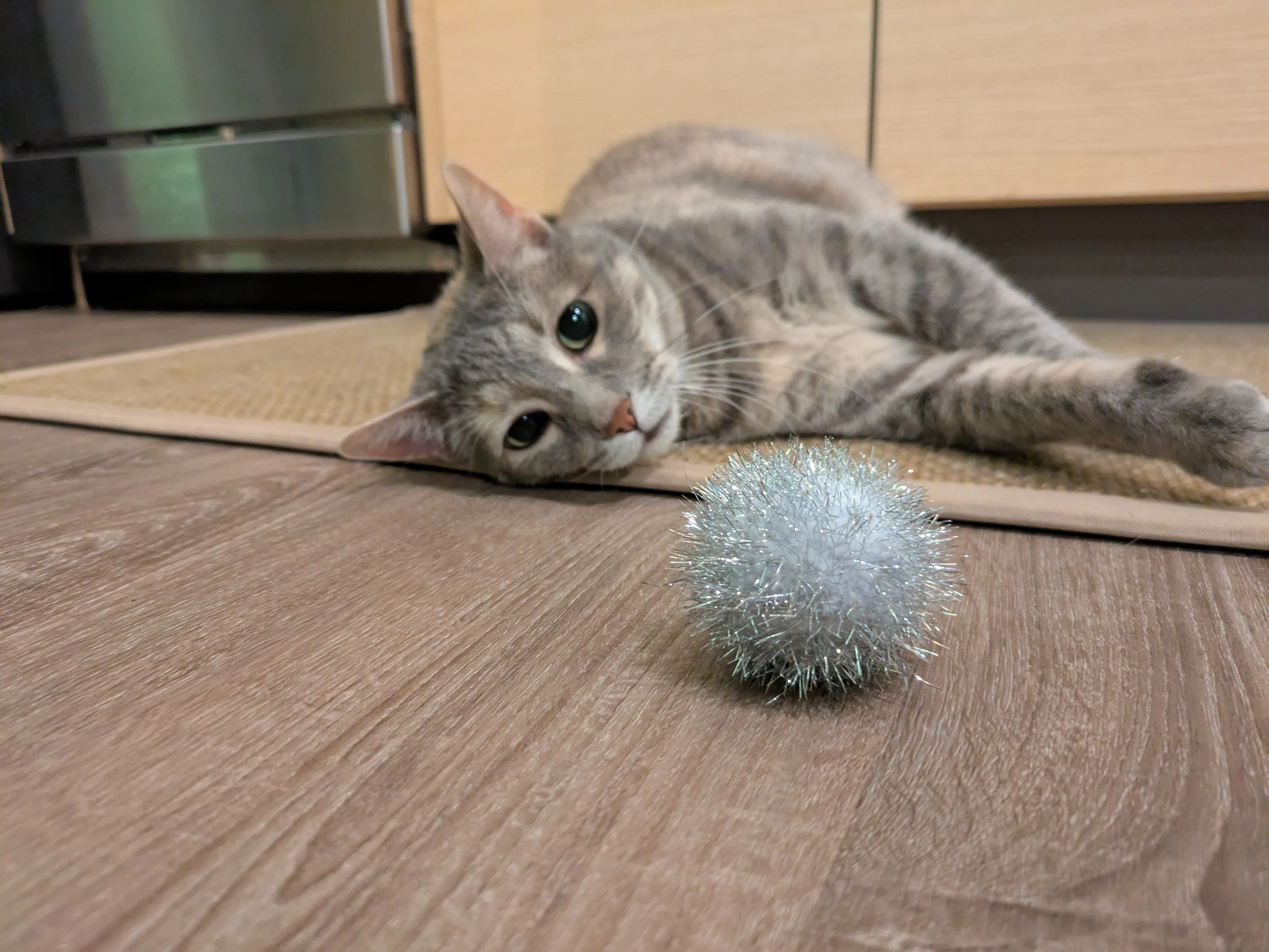 Curious cat exploring with RW Cats team