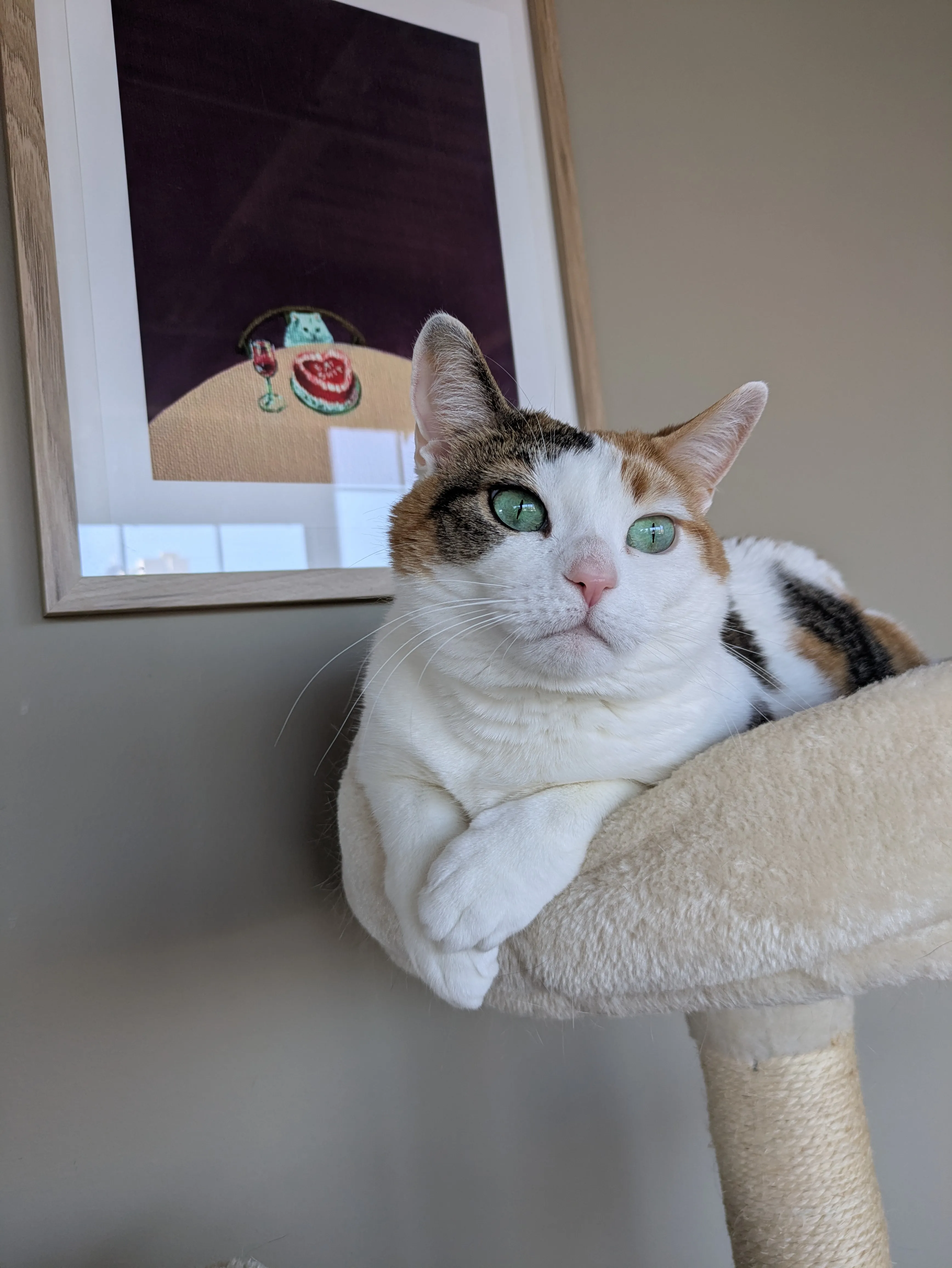Cat enjoying comfortable home visit