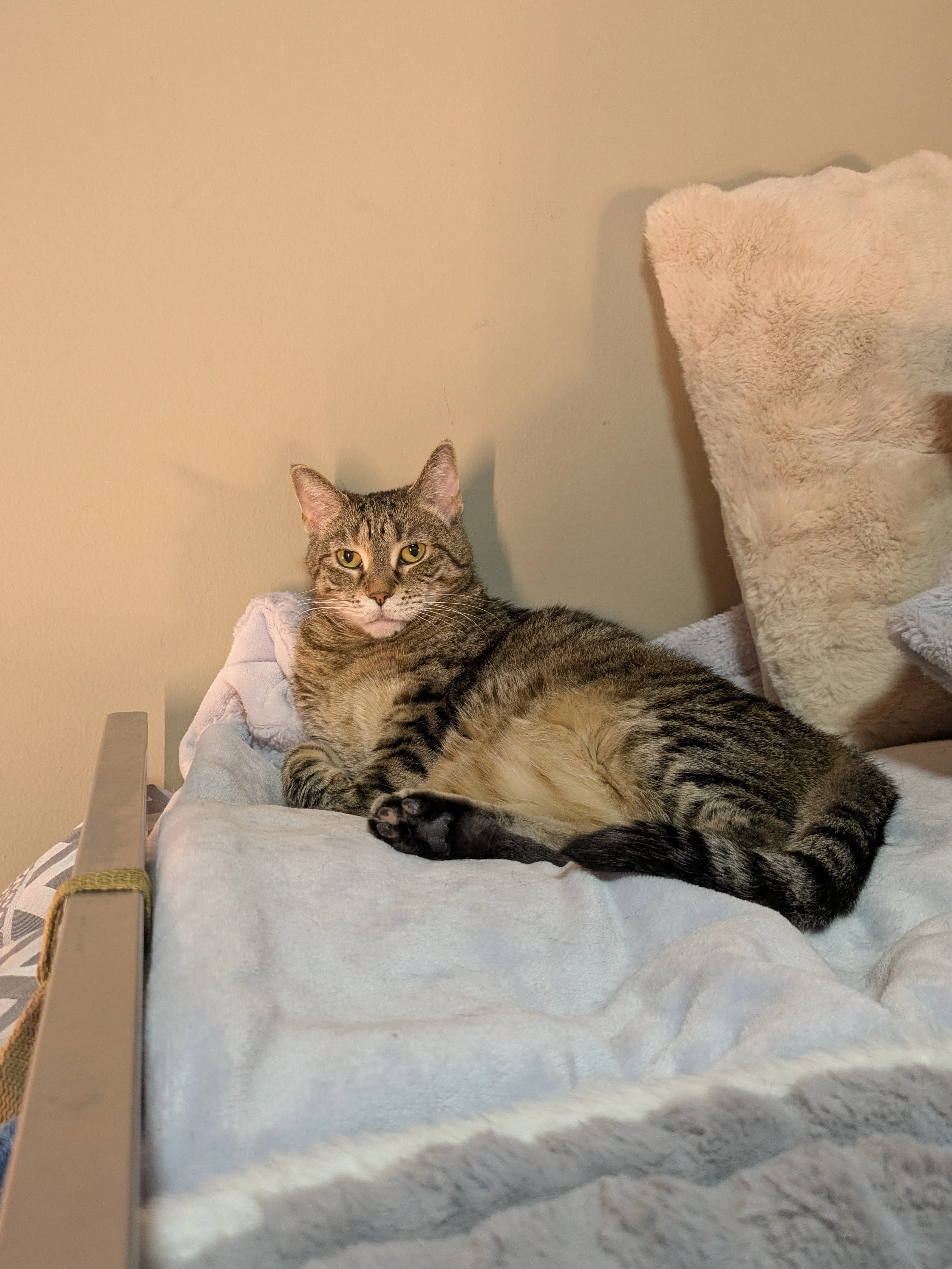 Content cat during River West pet sitting