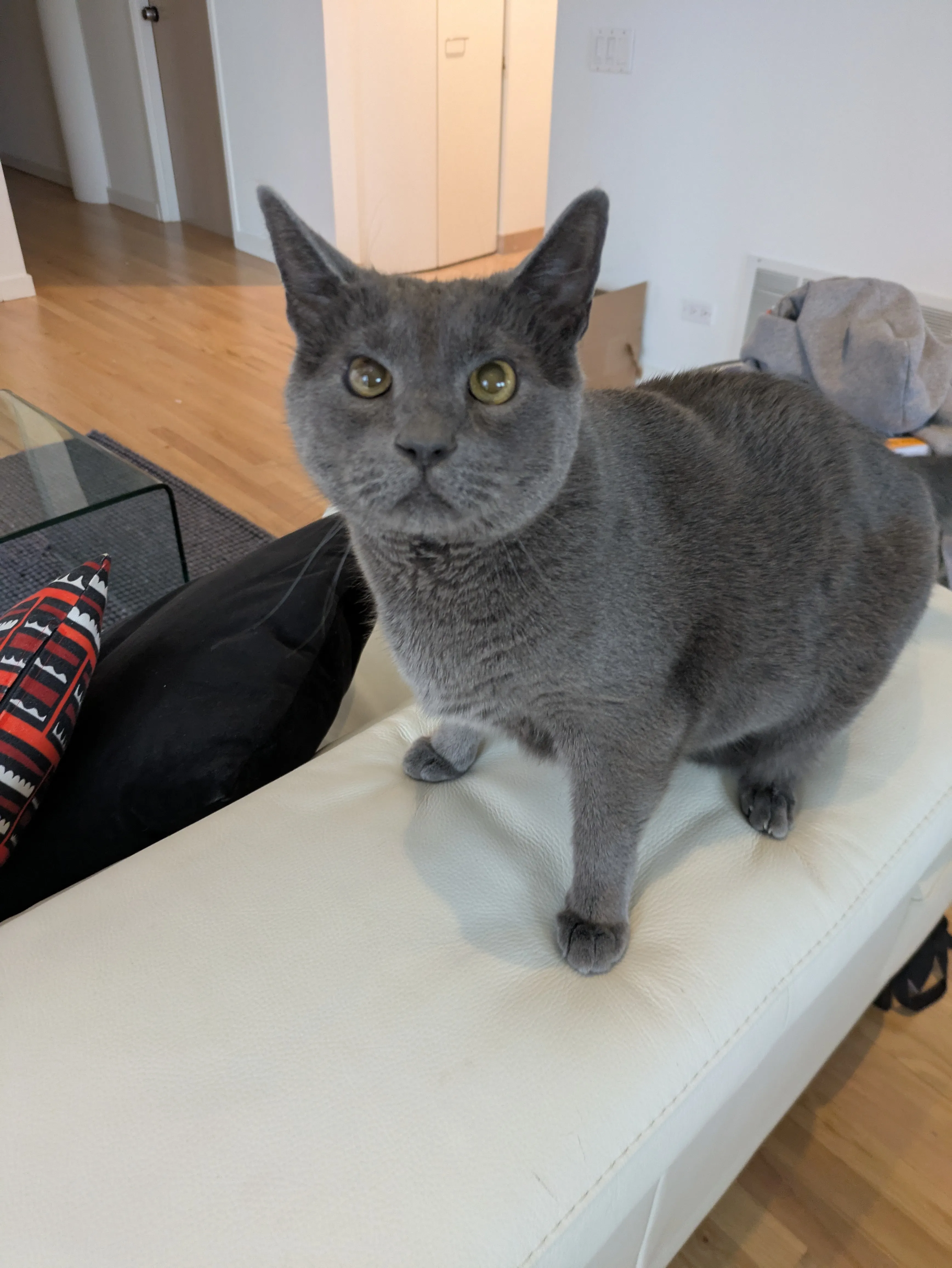 Beautiful cat in safe, loving environment