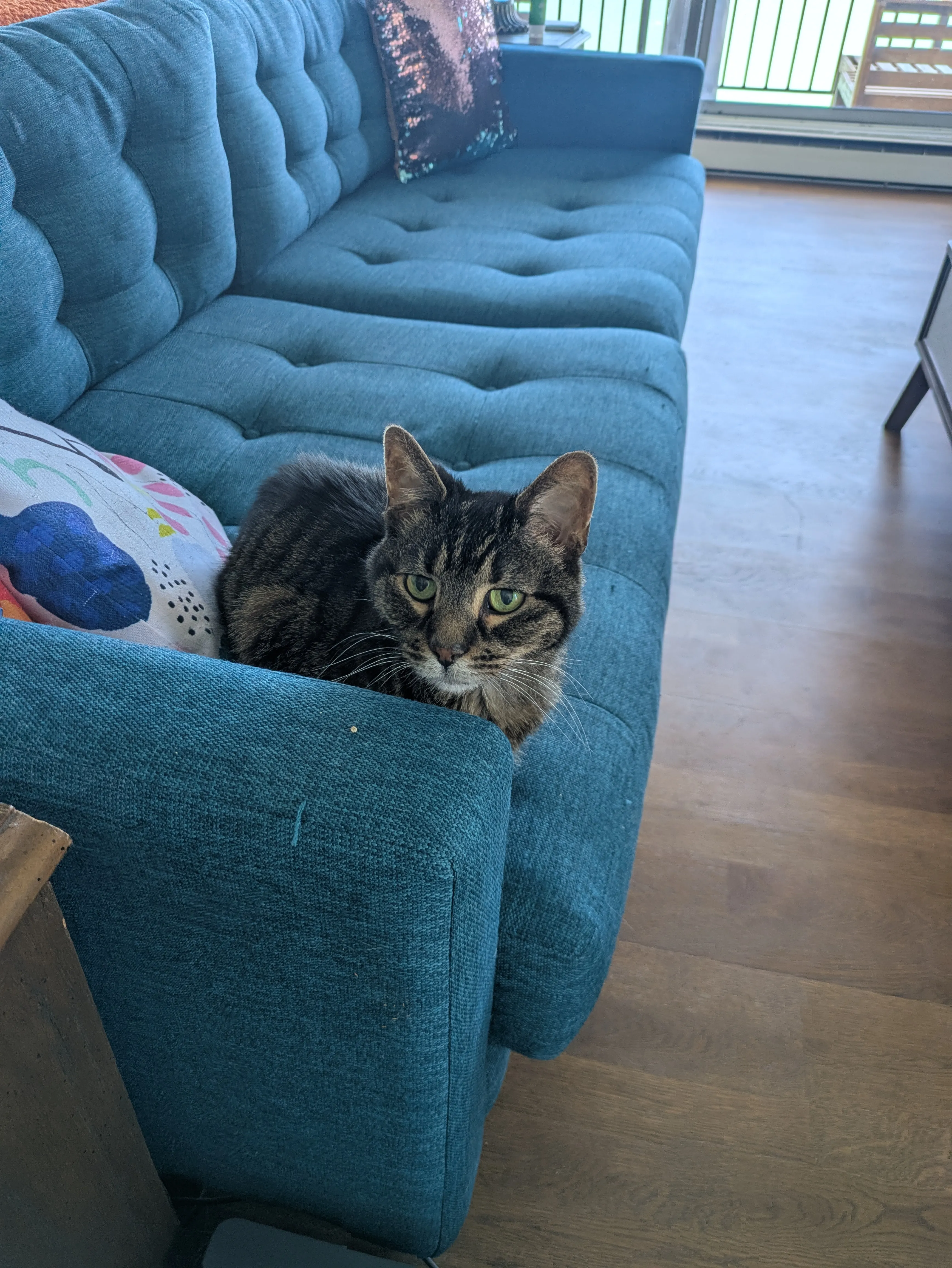 Adorable cat portrait during care visit