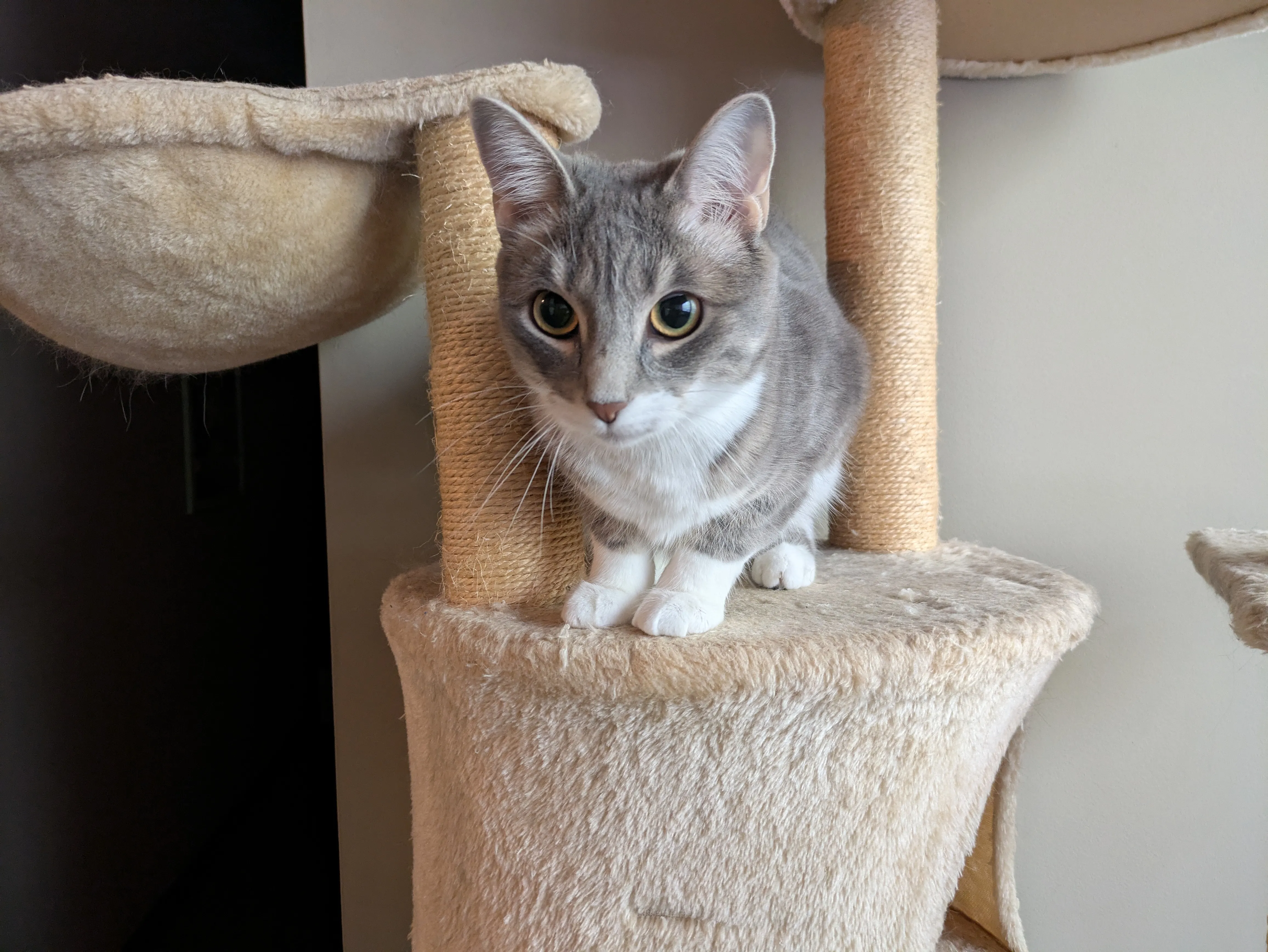 Sleepy cat in cozy Chicago apartment