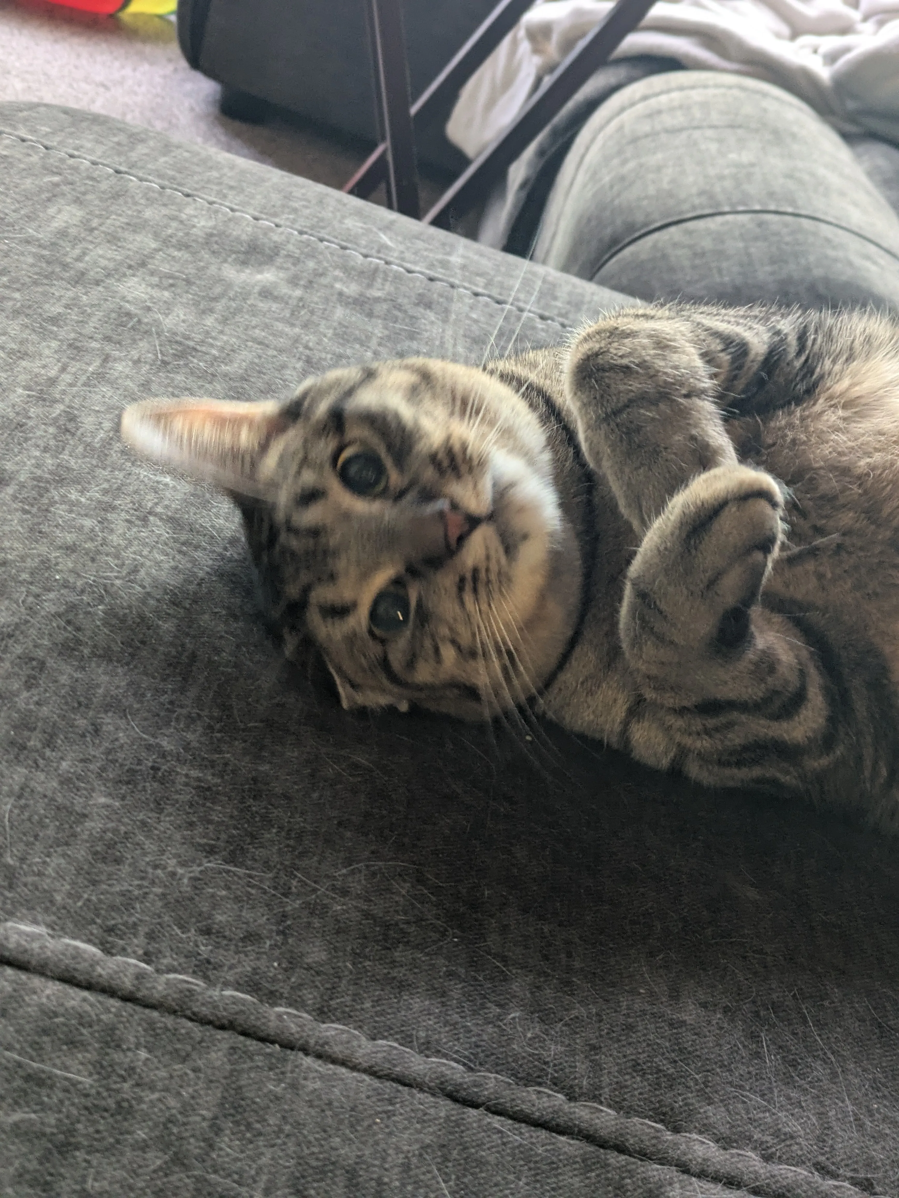 Playful cat with professional pet sitter