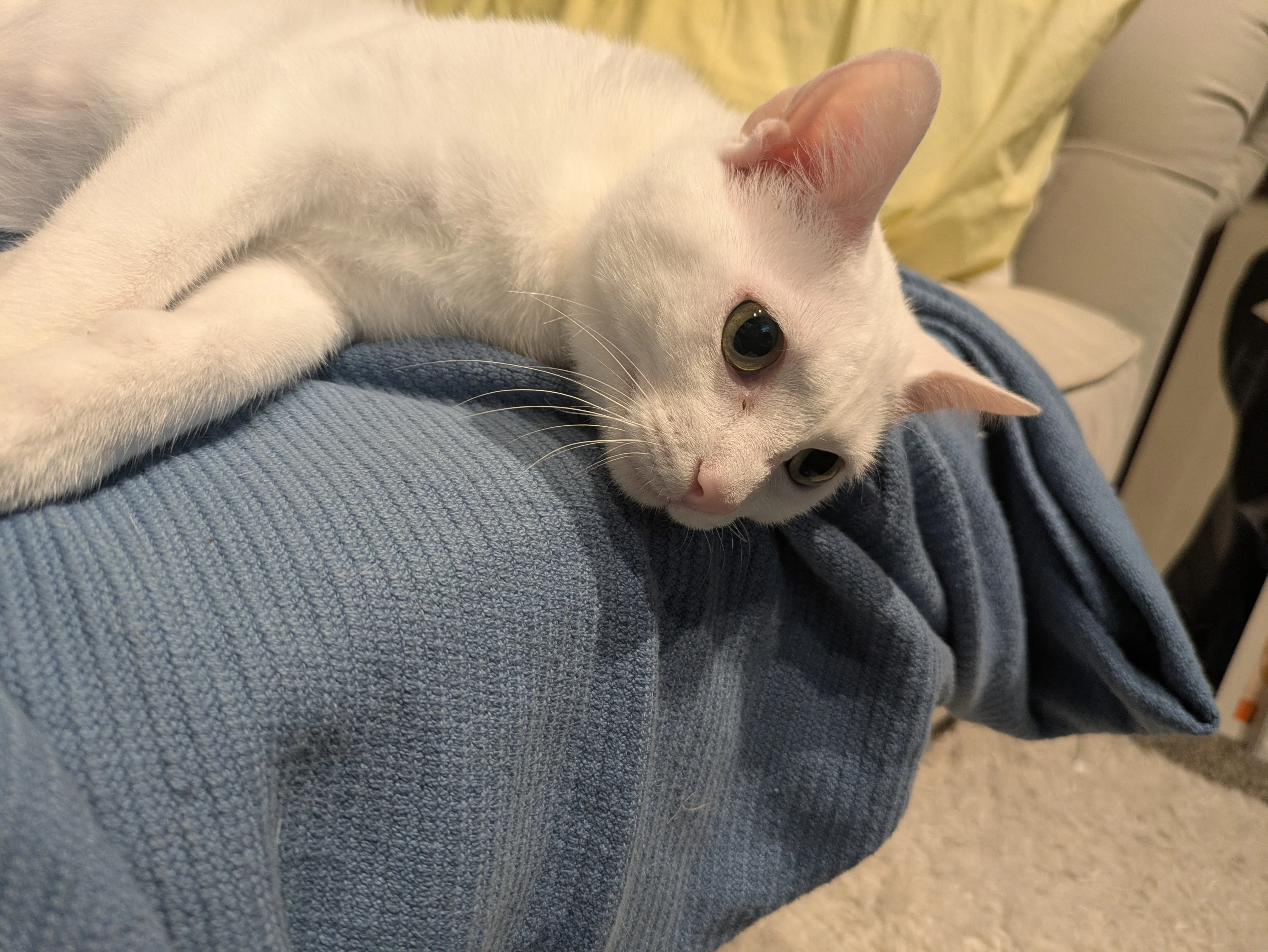 Cat receiving loving care from professional sitter