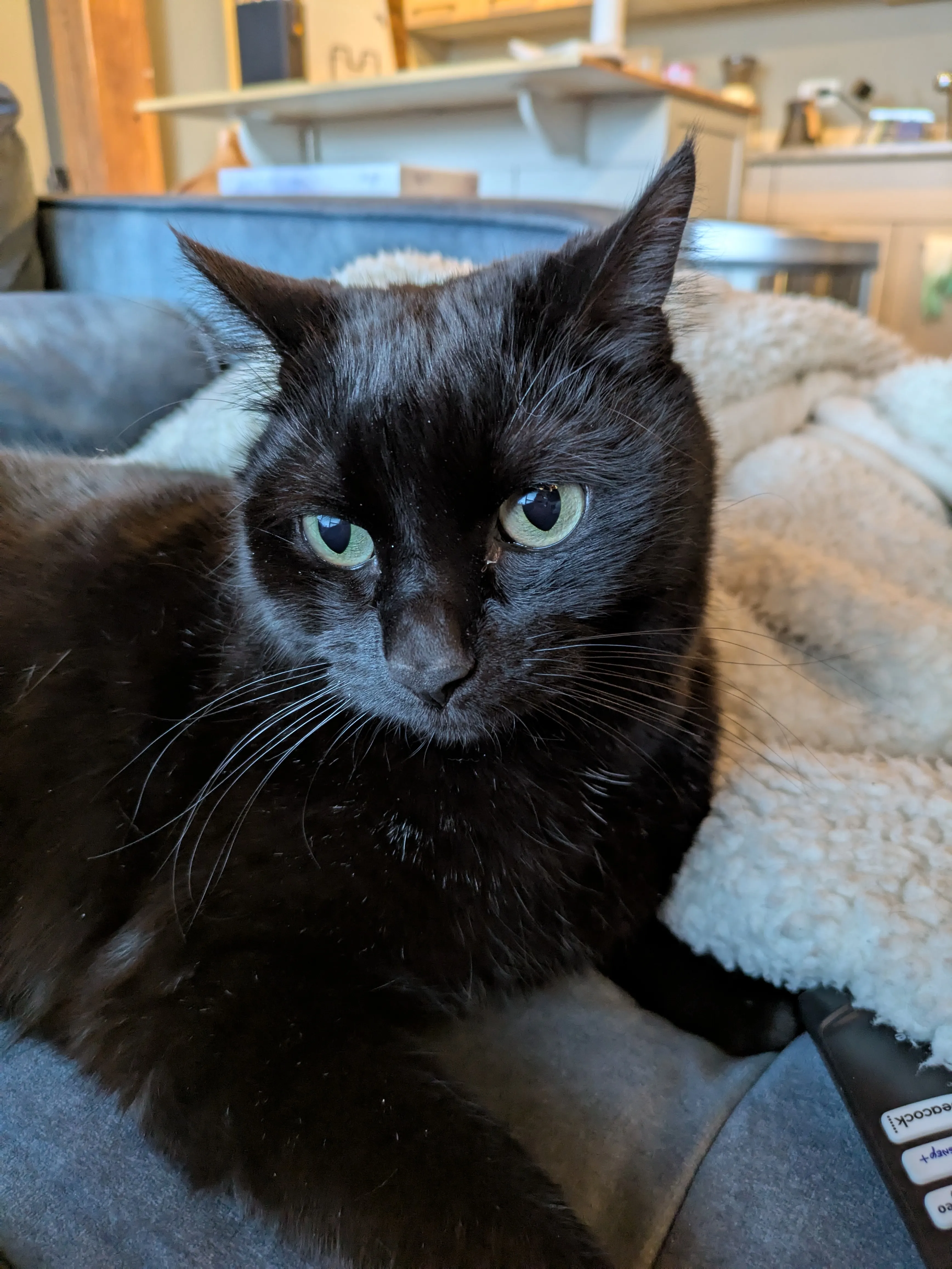 Relaxed cat during professional pet care