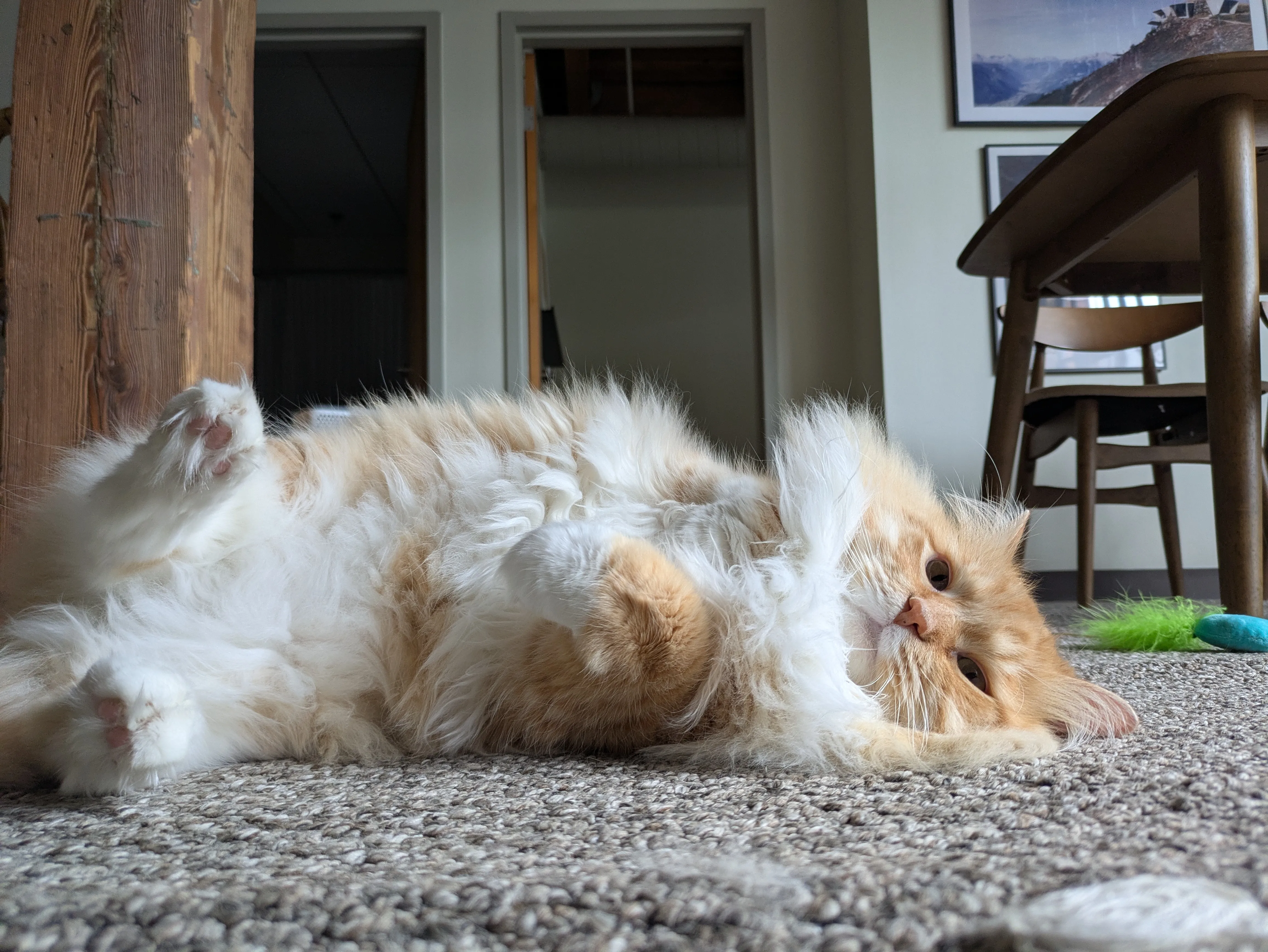 Cat enjoying professional pet sitting services