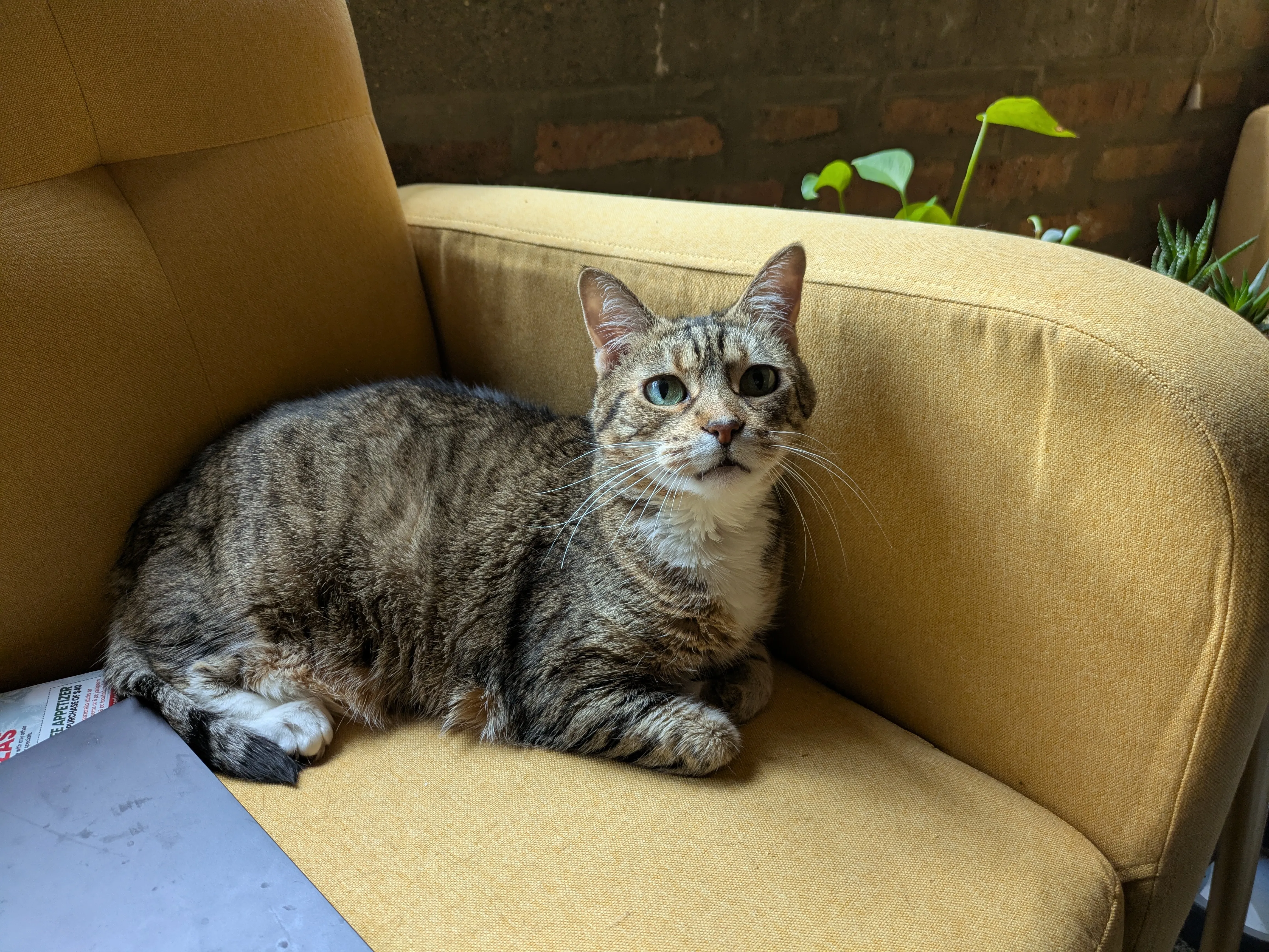 Beautiful cat enjoying professional care from RW Cats