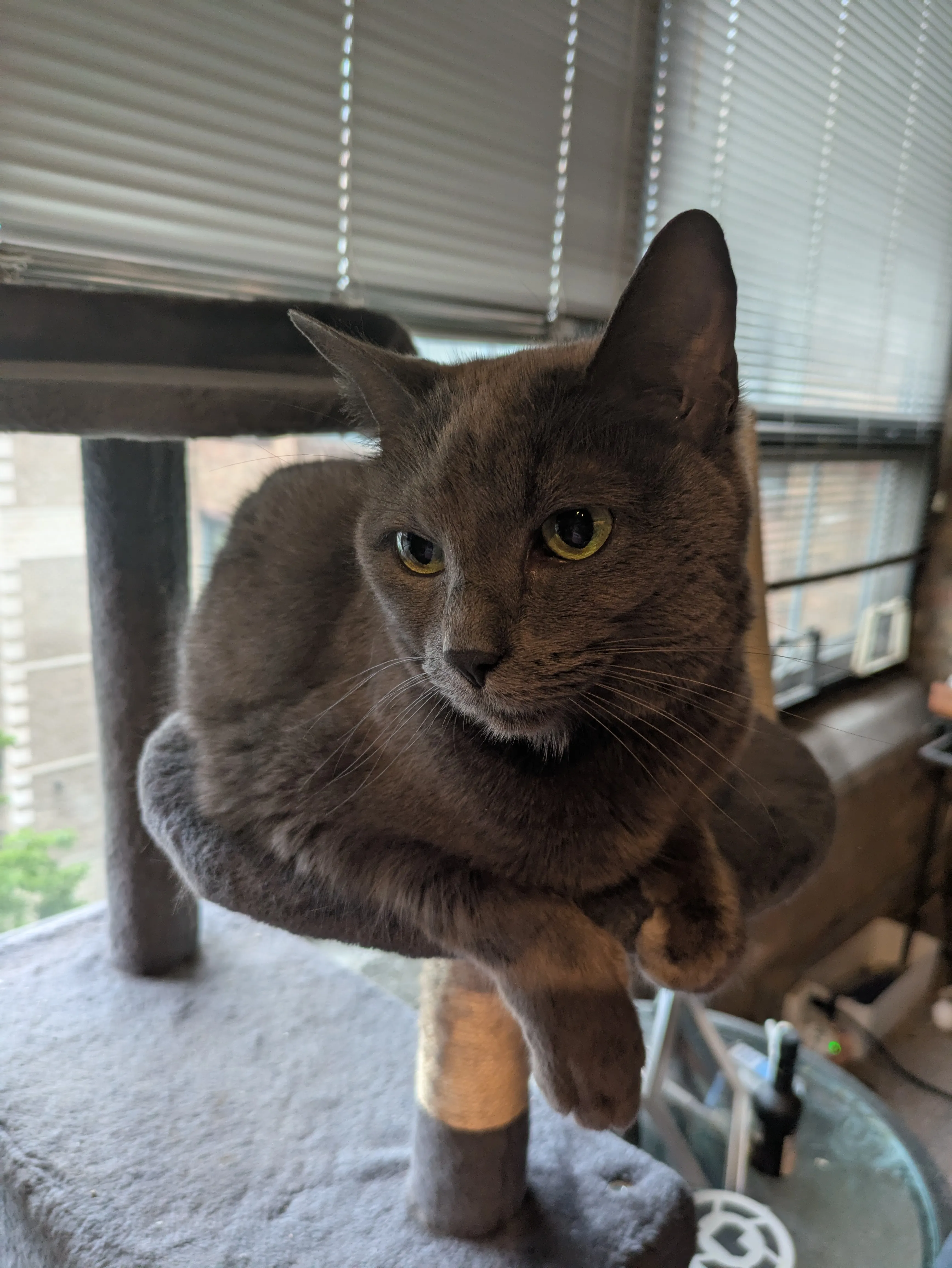 Adorable cat receiving quality care
