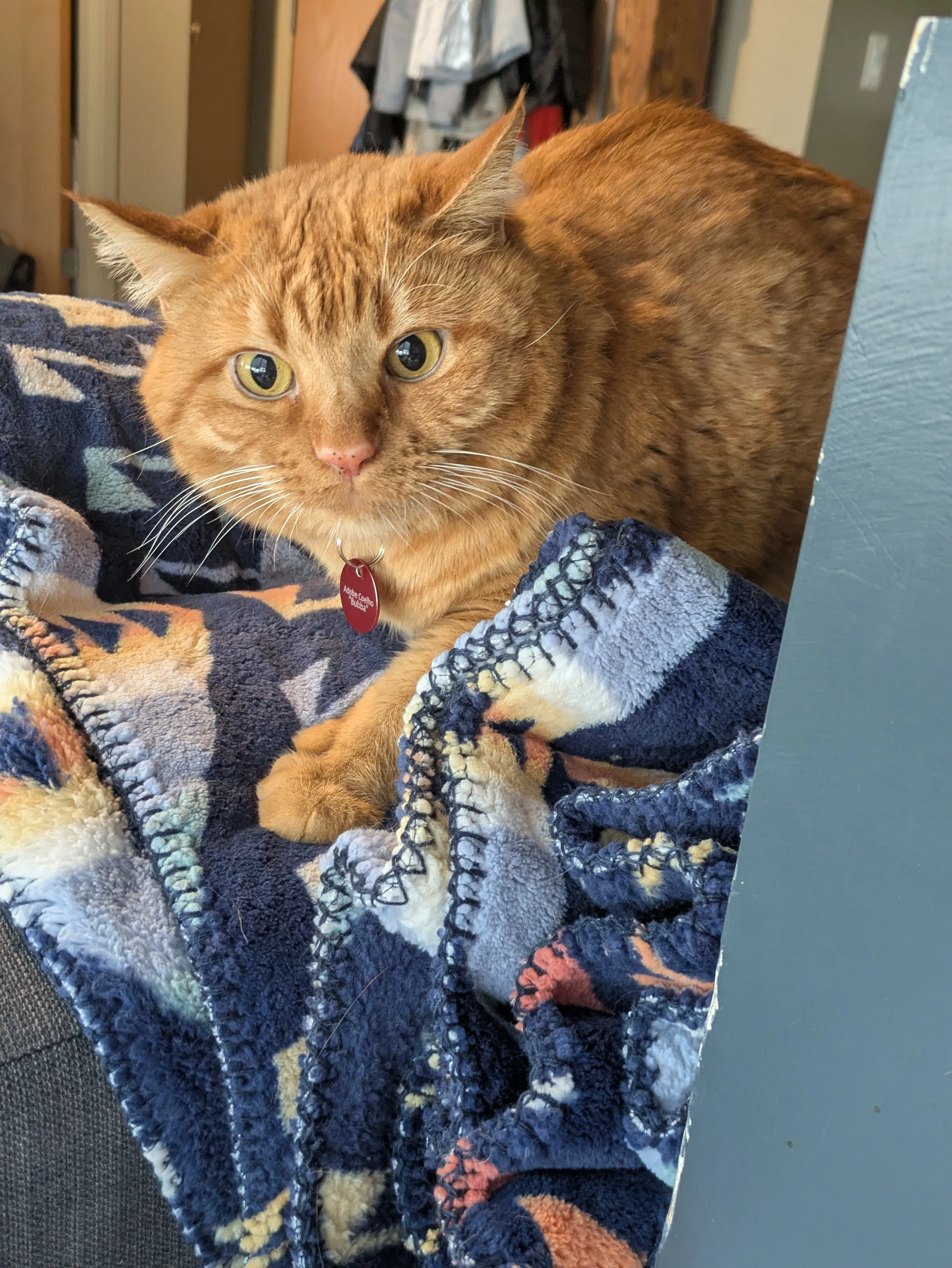 Beautiful cat enjoying RW Cats professional service